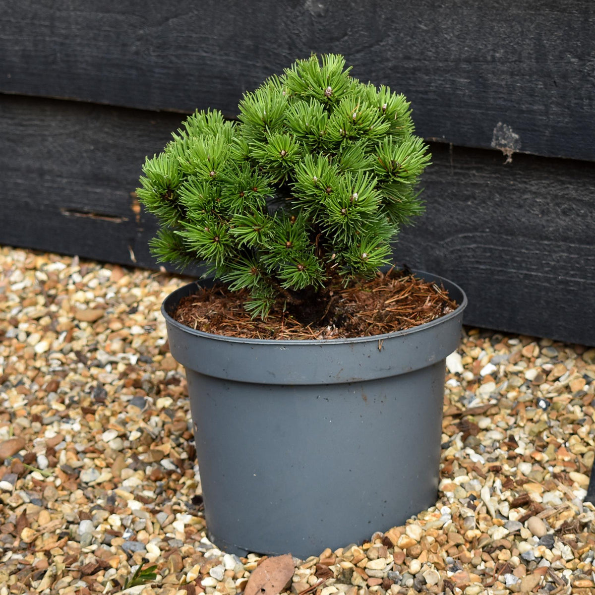 Pinus mugo 'Allgau' | Dwarf mountain pine - Height 20-25cm - Width 25-30cm - 5lt