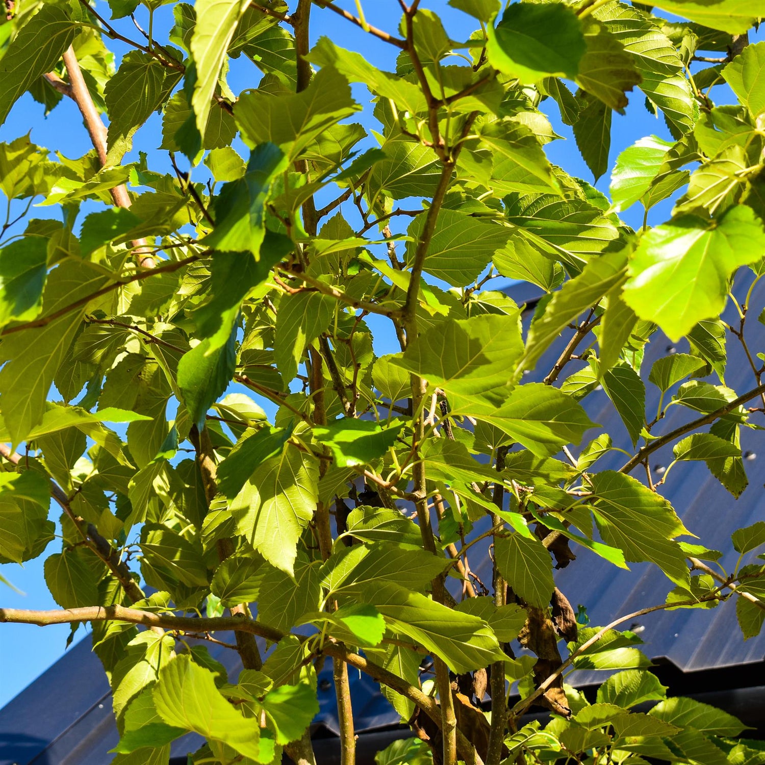 White Mulberry | Morus Alba (fruitless)  - Girth 30-32cm - Clear Stem - Height 400cm  - Perfect for shade - 230lt