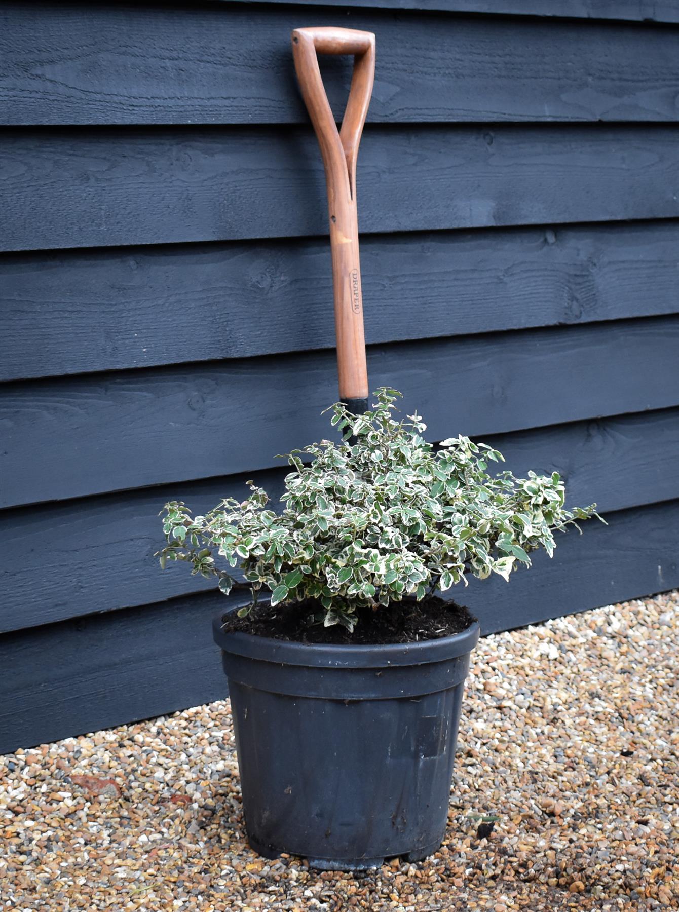 Euonymus Emerald N Gaiety | Fortunes Spindle - Height 30cm - Width 50cm - 15lt