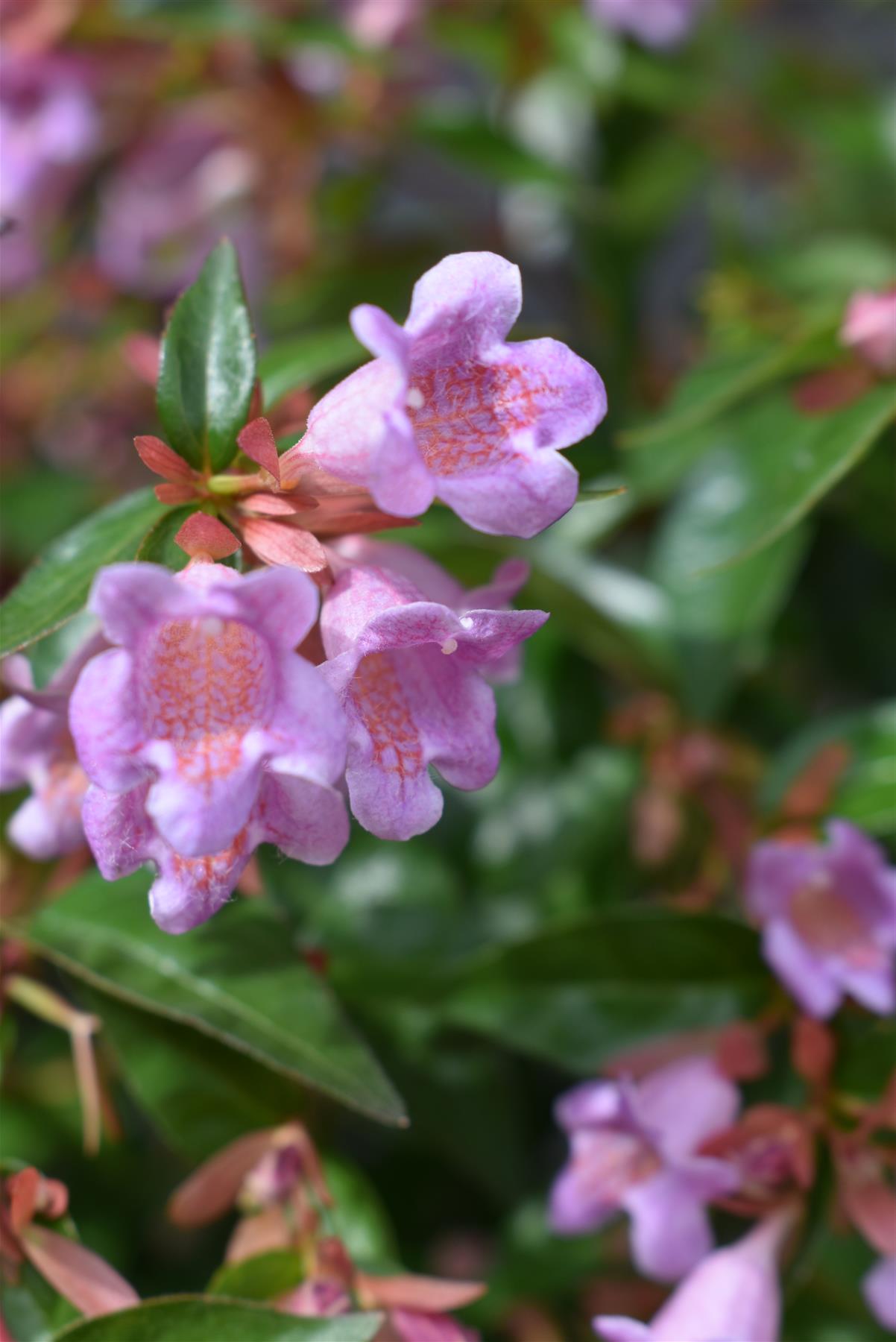 Abelia  'Edward Goucher' - 40-60cm, 12lt
