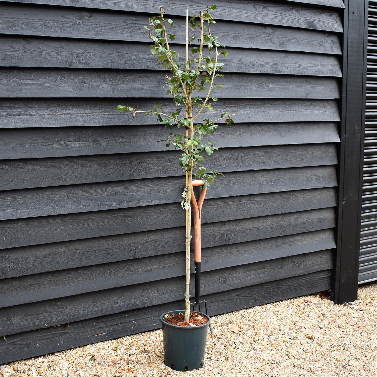 Crataegus Laevigata 'Plena' | White Flowering Hawthorn Tree -  Height 160-180cm - 12lt