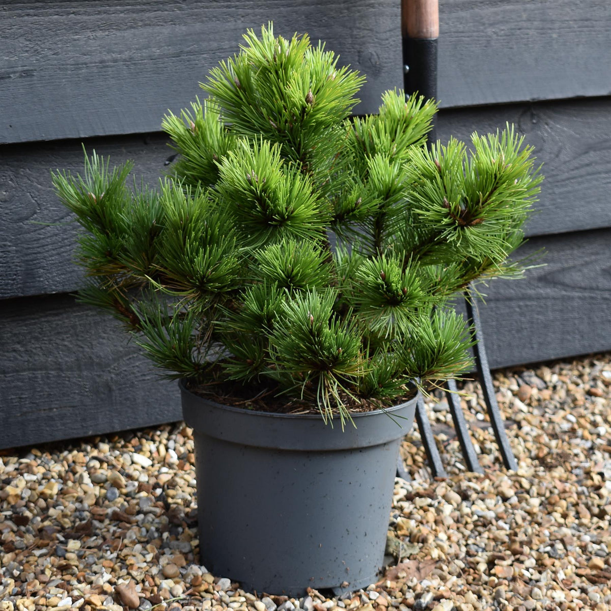 Pinus mugo 'Gnom' | Dwarf mountain pine - Height 30-35cm - 5lt