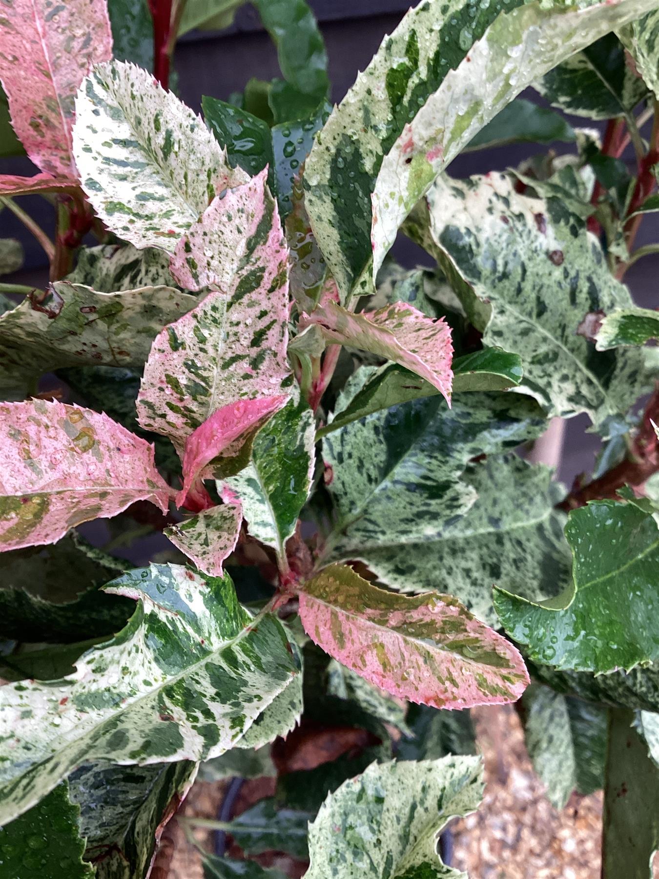 Photinia serratifolia Pink Crispy | Chinese Hawthorn ‘Pink Crispy’ - 1/2 Std - 170-180cm, 15lt