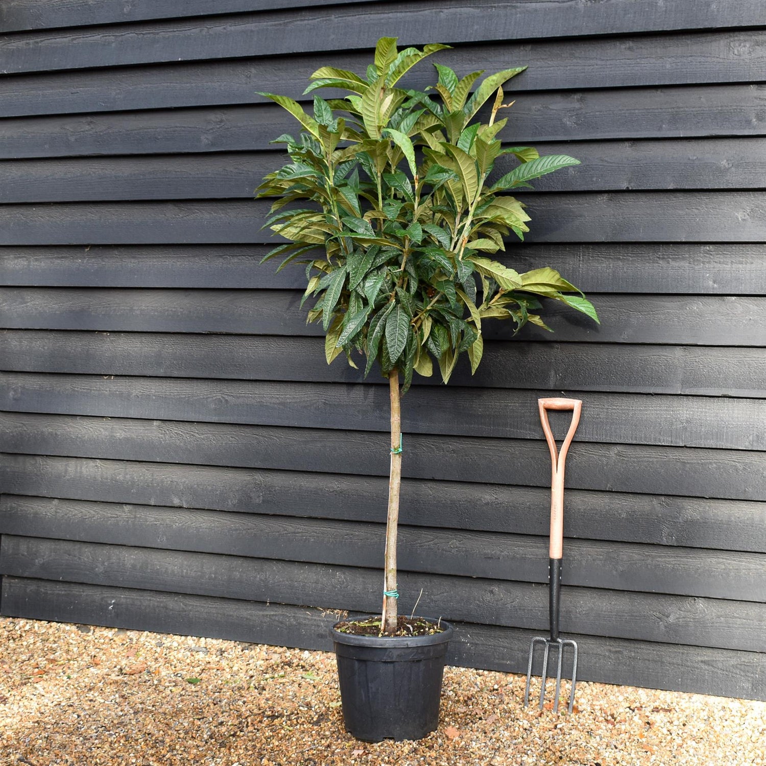 Eriobotrya japonica Tree | Loquat  - Clear Stem 80-90cm - Girth 6-8cm - Height 170-180cm - 25lt