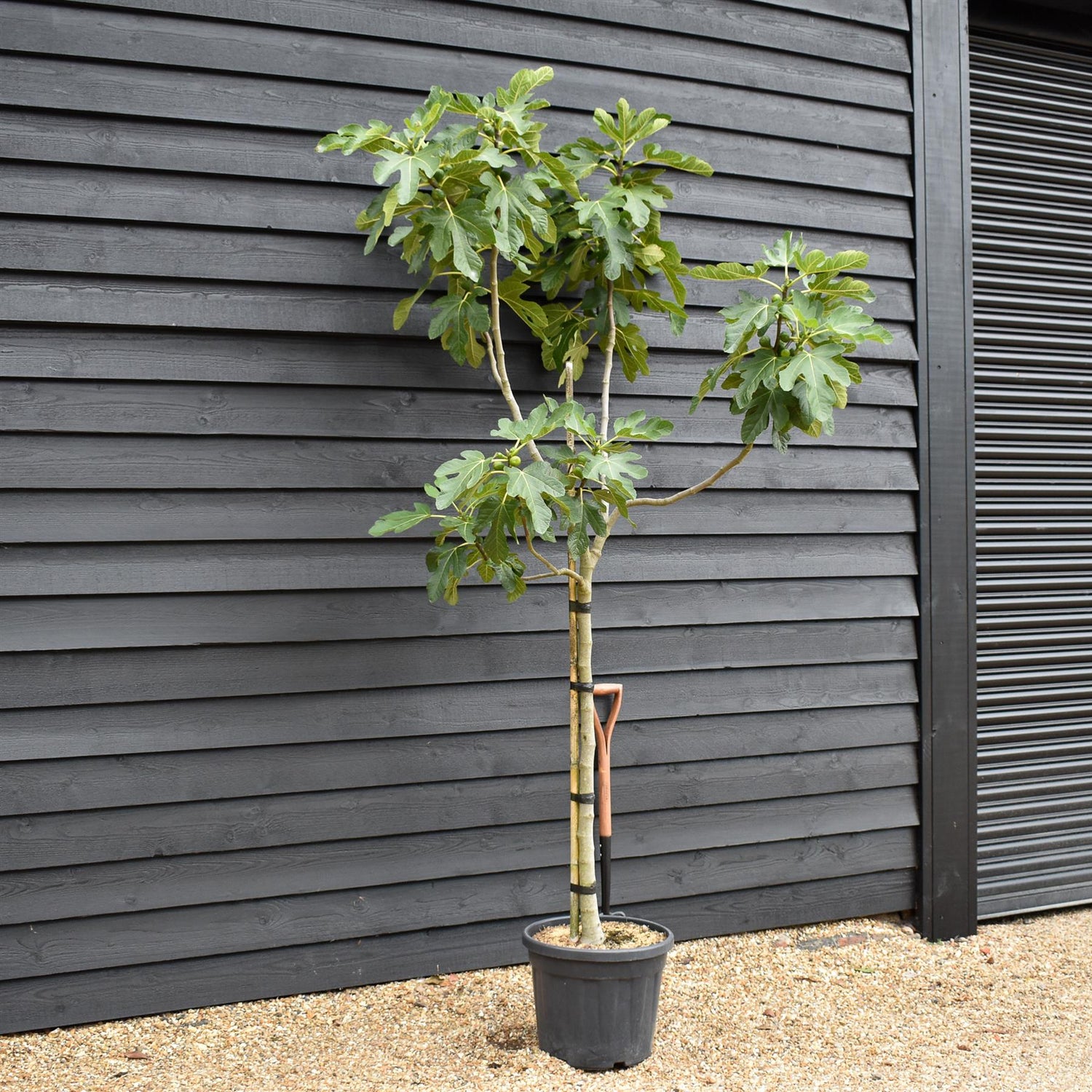 Fig - Ficus carica 'Brogiotto Bianco' - Half Standard - Height 180-200cm - 35lt