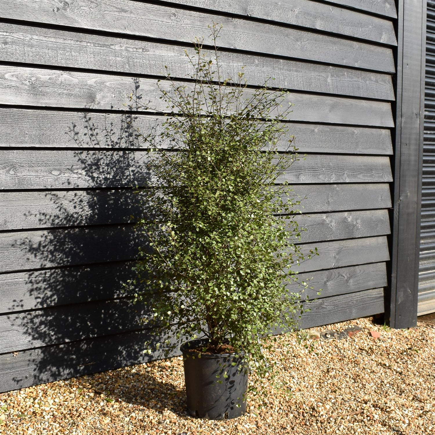 Pittosporum 'Silver Sheen' - Height 90-120cm -12lt