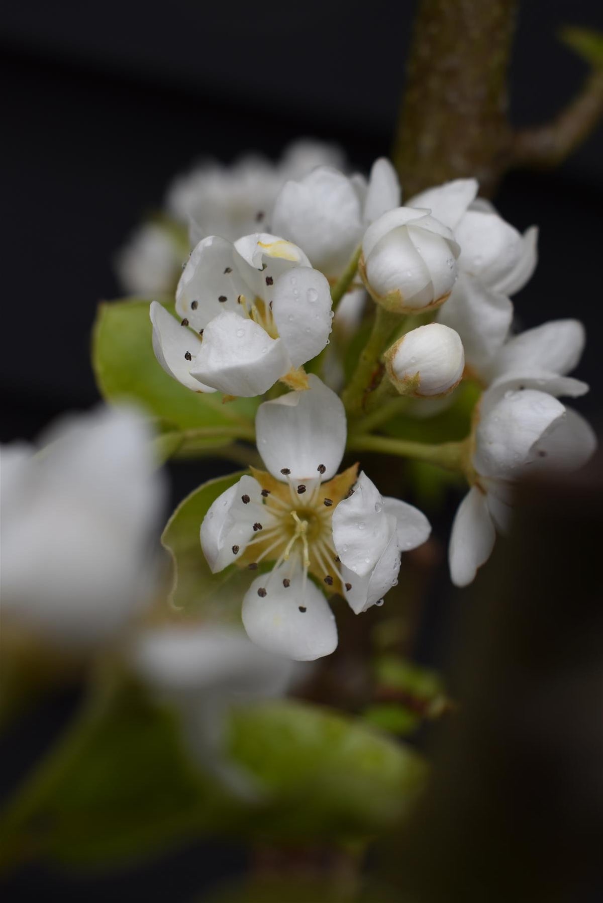 Prunus avium 'Early Rivers' | Cherry 'Early Rivers' - 100-120cm, 10lt ...