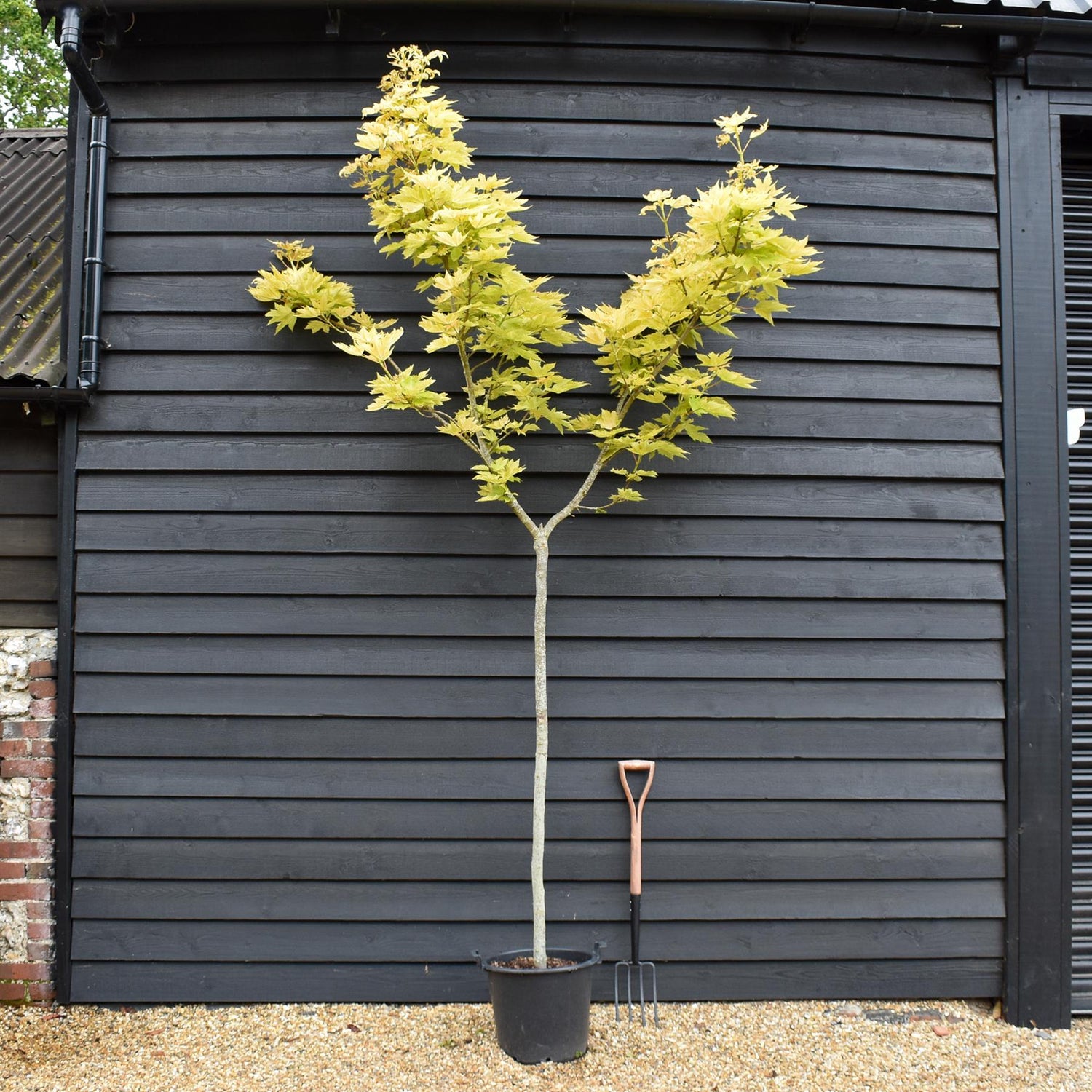 Acer pseudoplatanus 'Brilliantissimum' | Shrimp-Leaved Sycamore -  Clear Stem 150cm - Height 300-330cm - 30lt