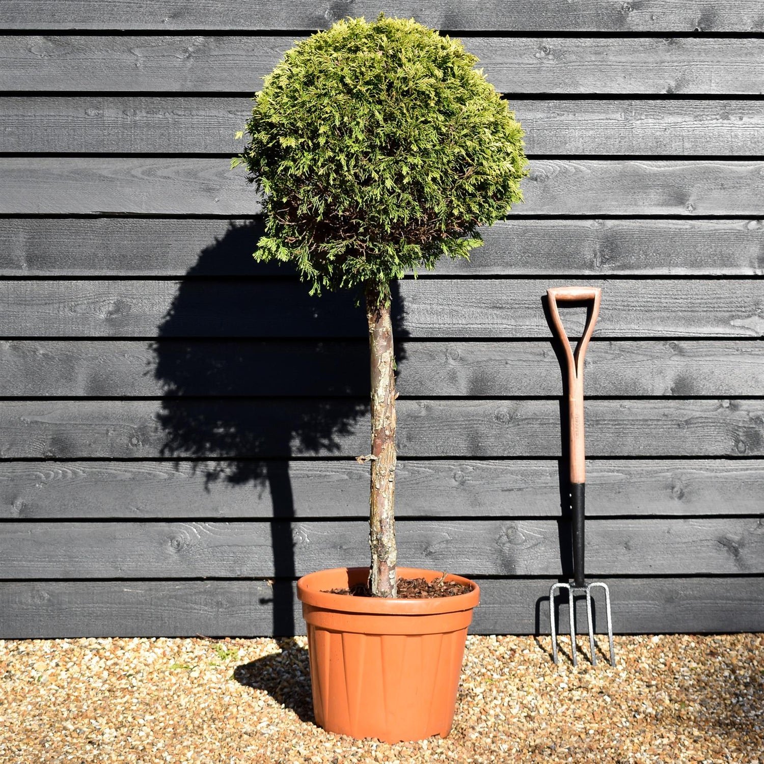 Leyland Cypress 'Gold Rider' - Clear Stem 75cm - Height 130cm -25lt