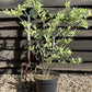 Magnolia 'Leonard Messel' - 90-110cm, 5lt