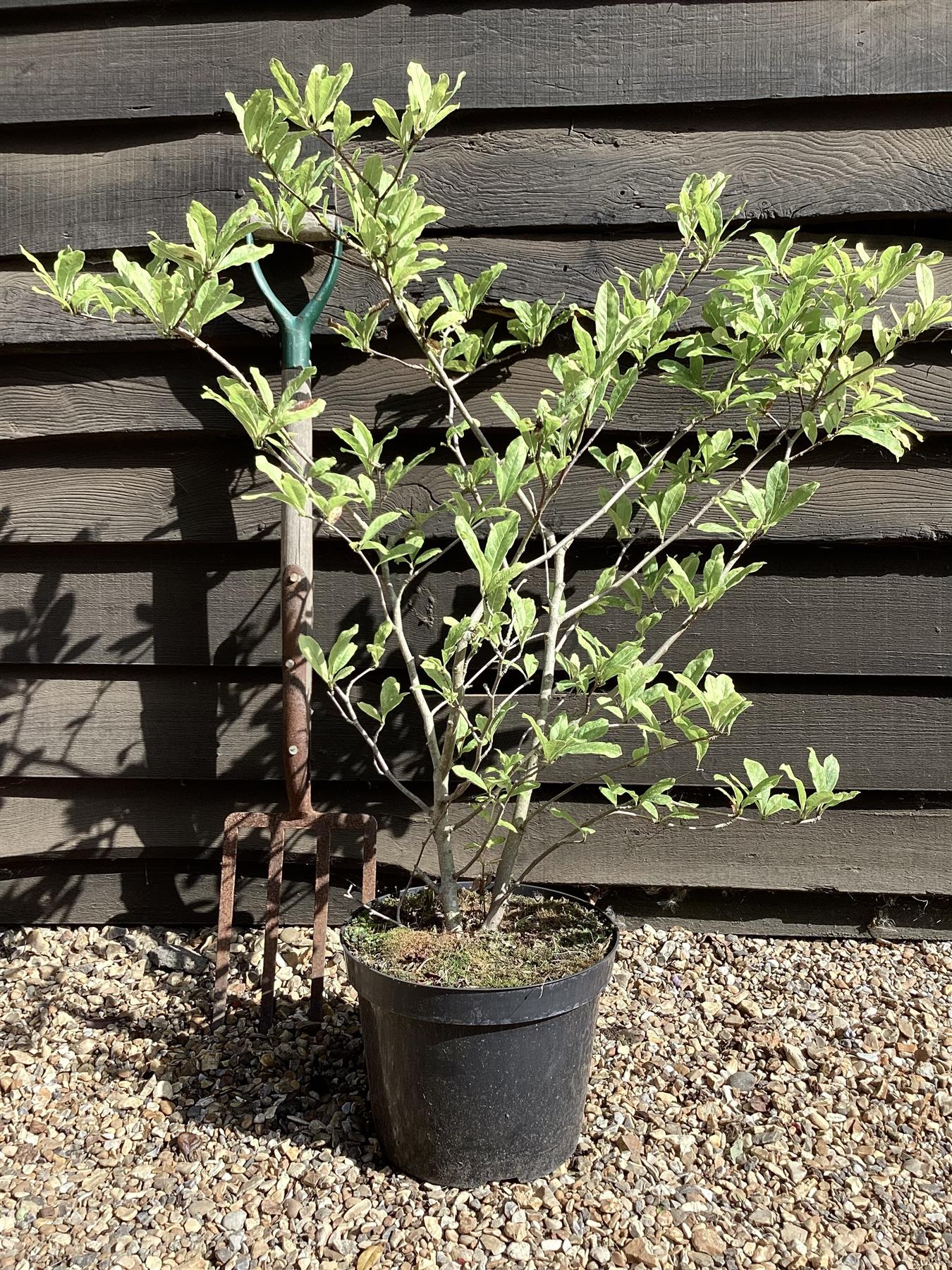 Magnolia 'Leonard Messel' - 90-110cm, 5lt