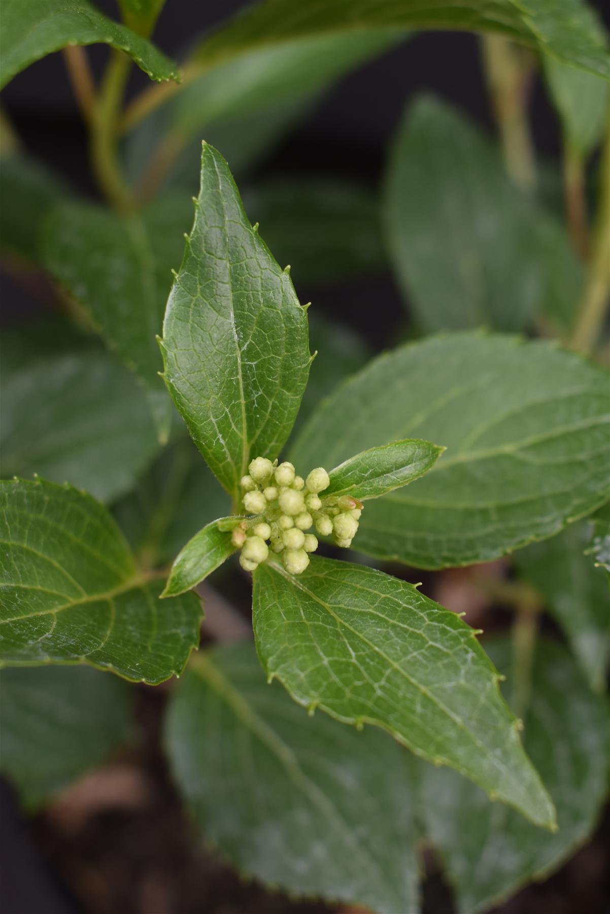 Hydrangea paniculata 'Kyushu' - 3lt