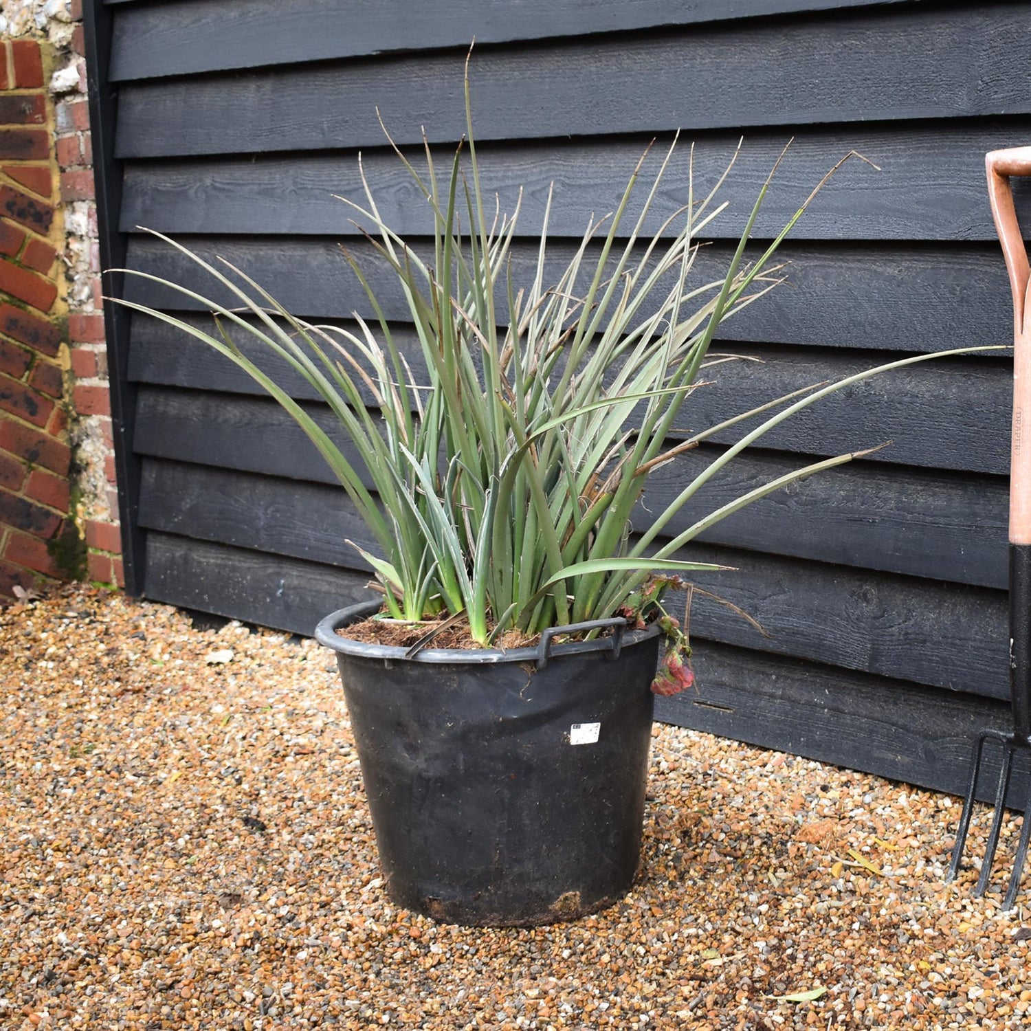 Hesperaloe parviflora | Redflower false yucca - Height 65-75cm - 35lt