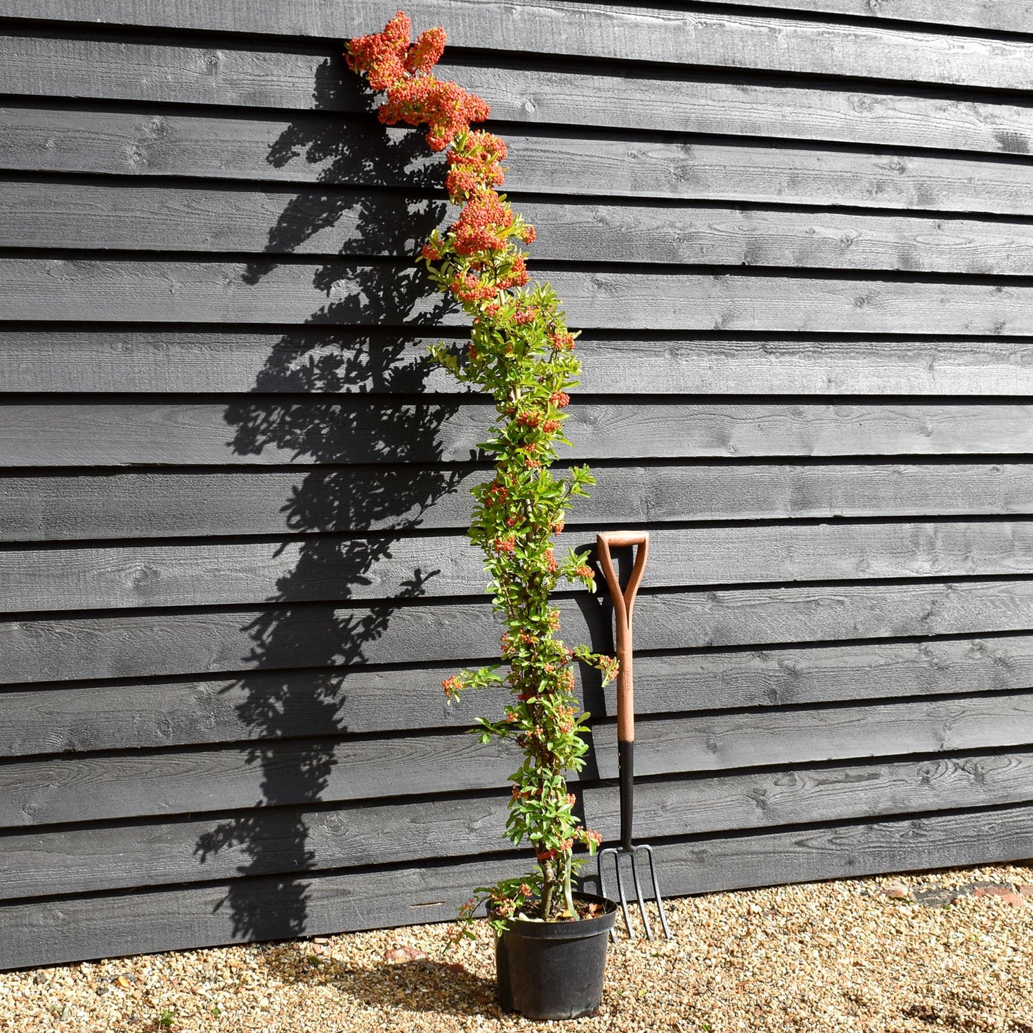Pyracantha saphyr Rouge - Height - 175-200cm - 10lt