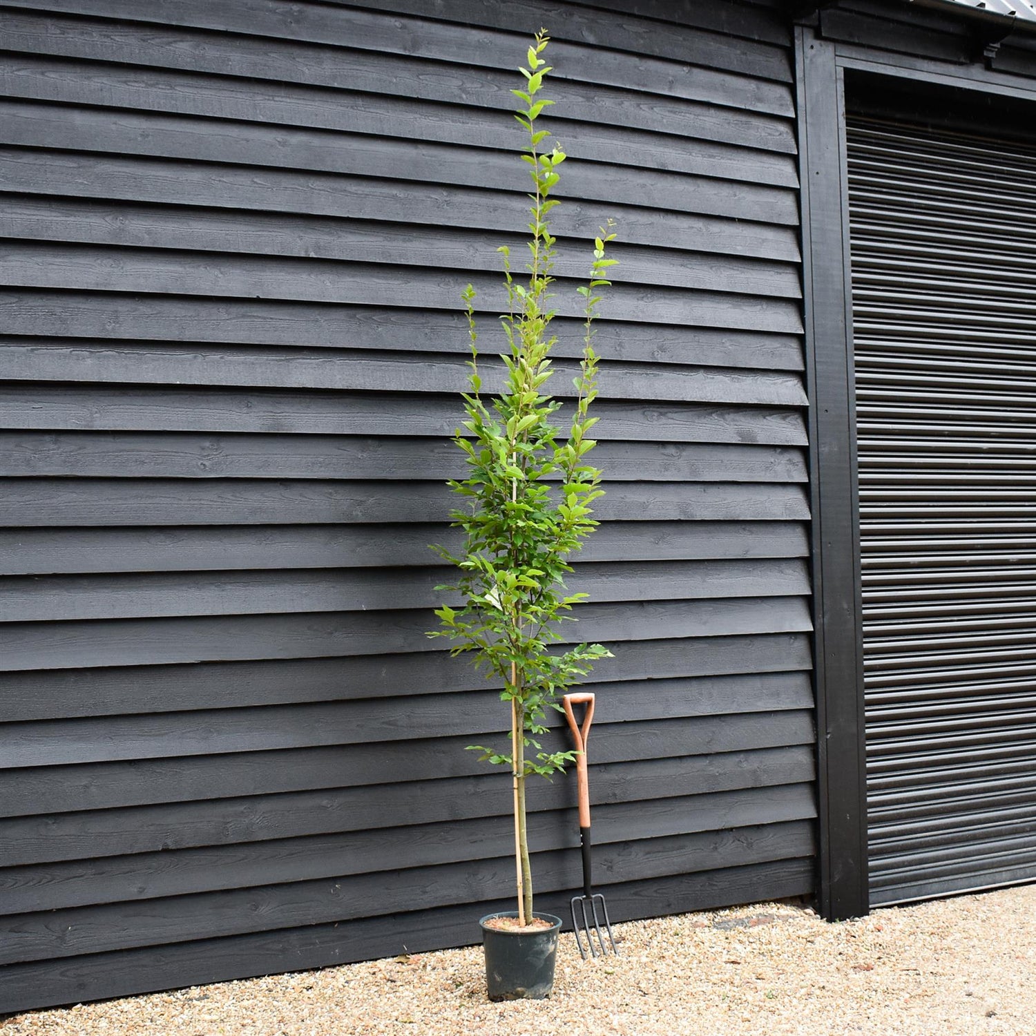 Carpinus betulus 'Fastigiata' | Hornebean Fastigata - Height 140-180cm - 10lt