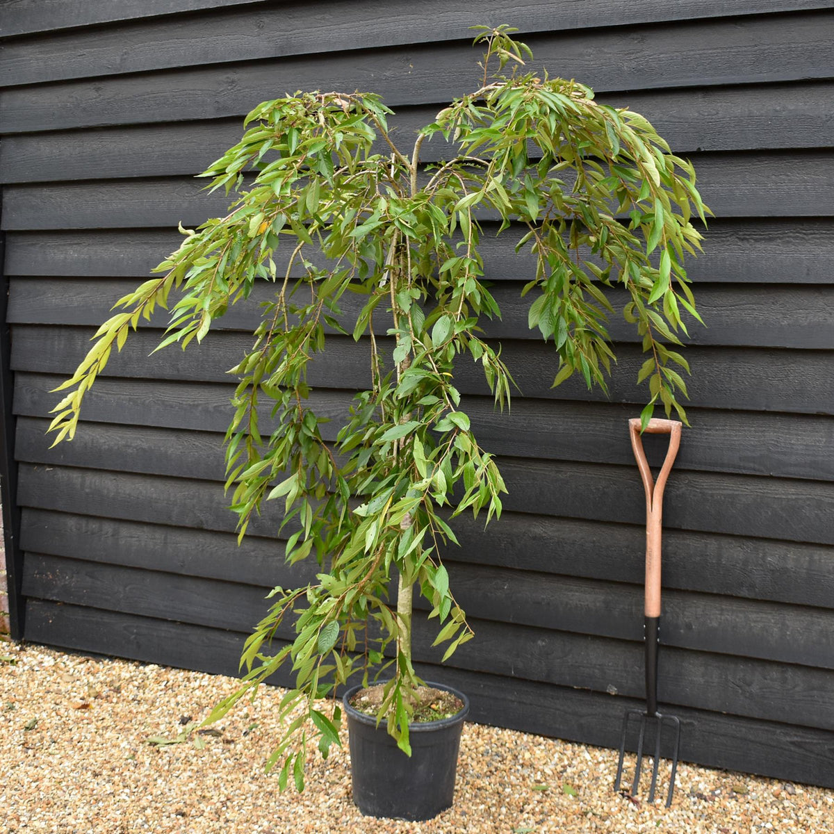 Prunus subhirtella Pendula Rosea 1/2 Standard | Single Pink Weeping Cherry - Clear Stem - Height 120-140cm - 18lt