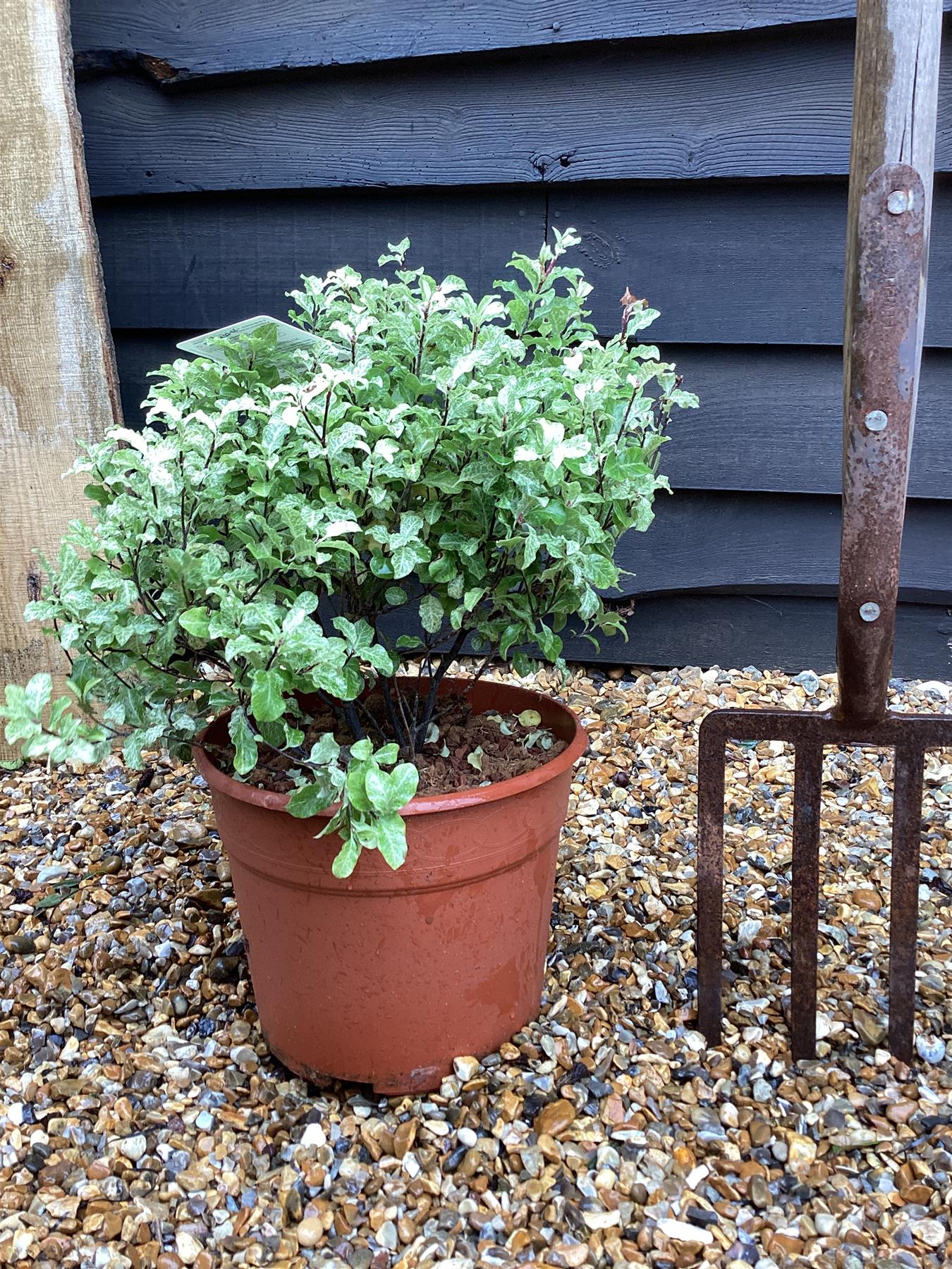 Pittosporum Irene Paterson - 30cm - 7lt