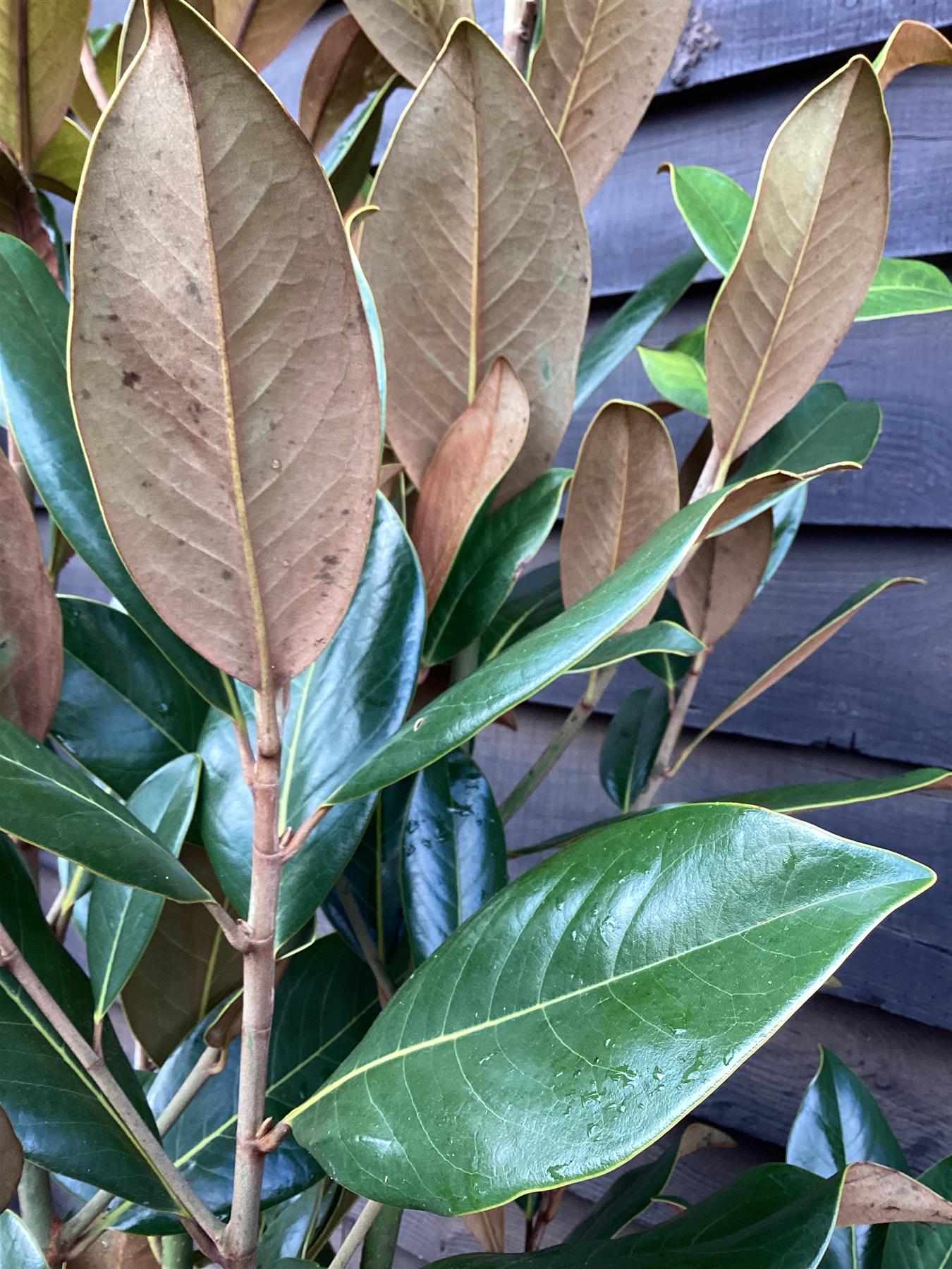 Magnolia grandiflora | Evergreen Magnolia - Bush - Large Shrub - Height 150-170cm - 30lt