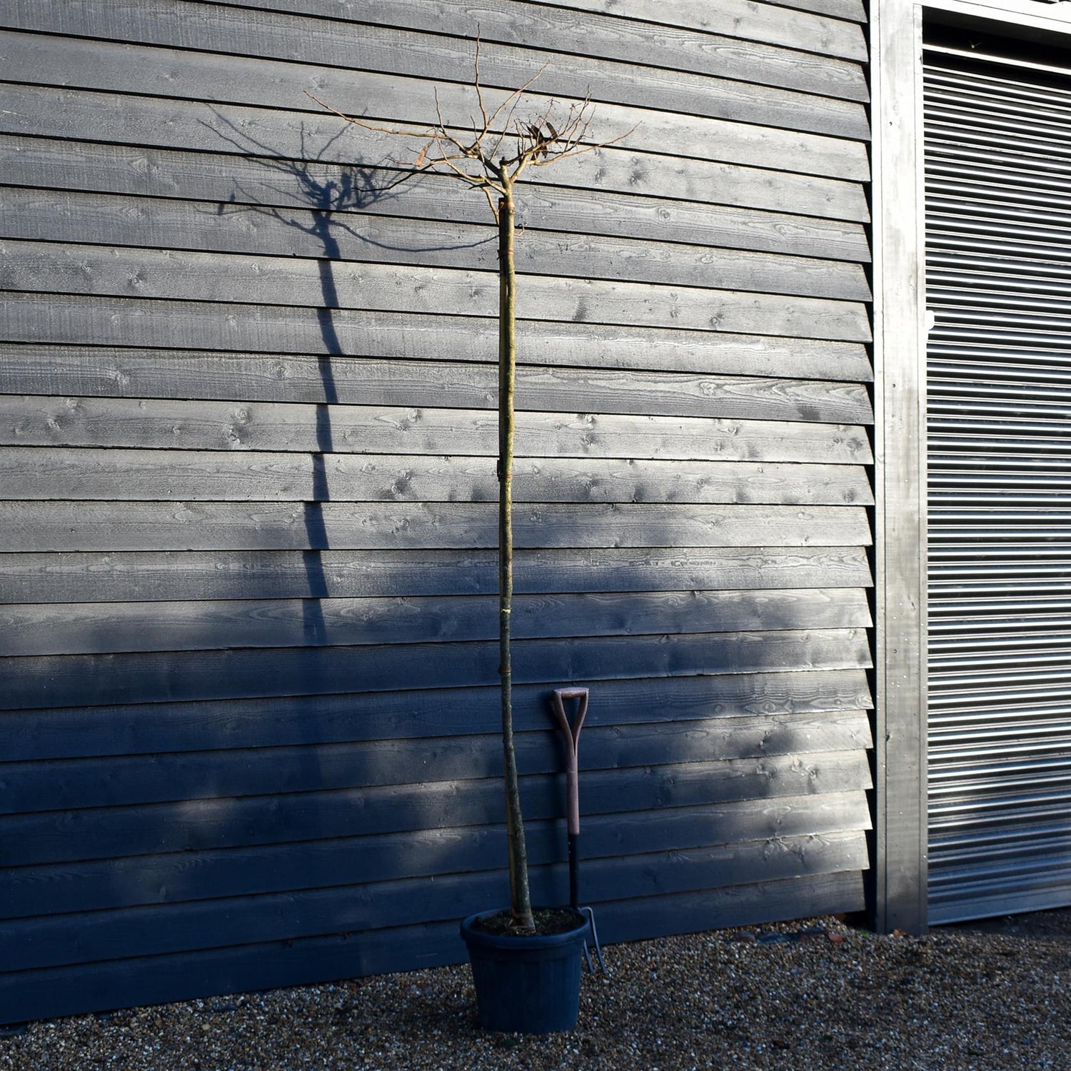 Albizia Julibrissin Summer Chocolate | Silk Tree - Clear Stem - Girth 6-8cm - Height 250-270cm - 30lt
