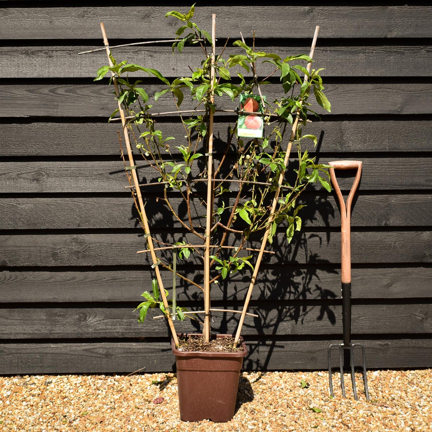 Peach peach | Prunus persica 'Piatto Bianco' - Frame - Height 135cm - 15lt