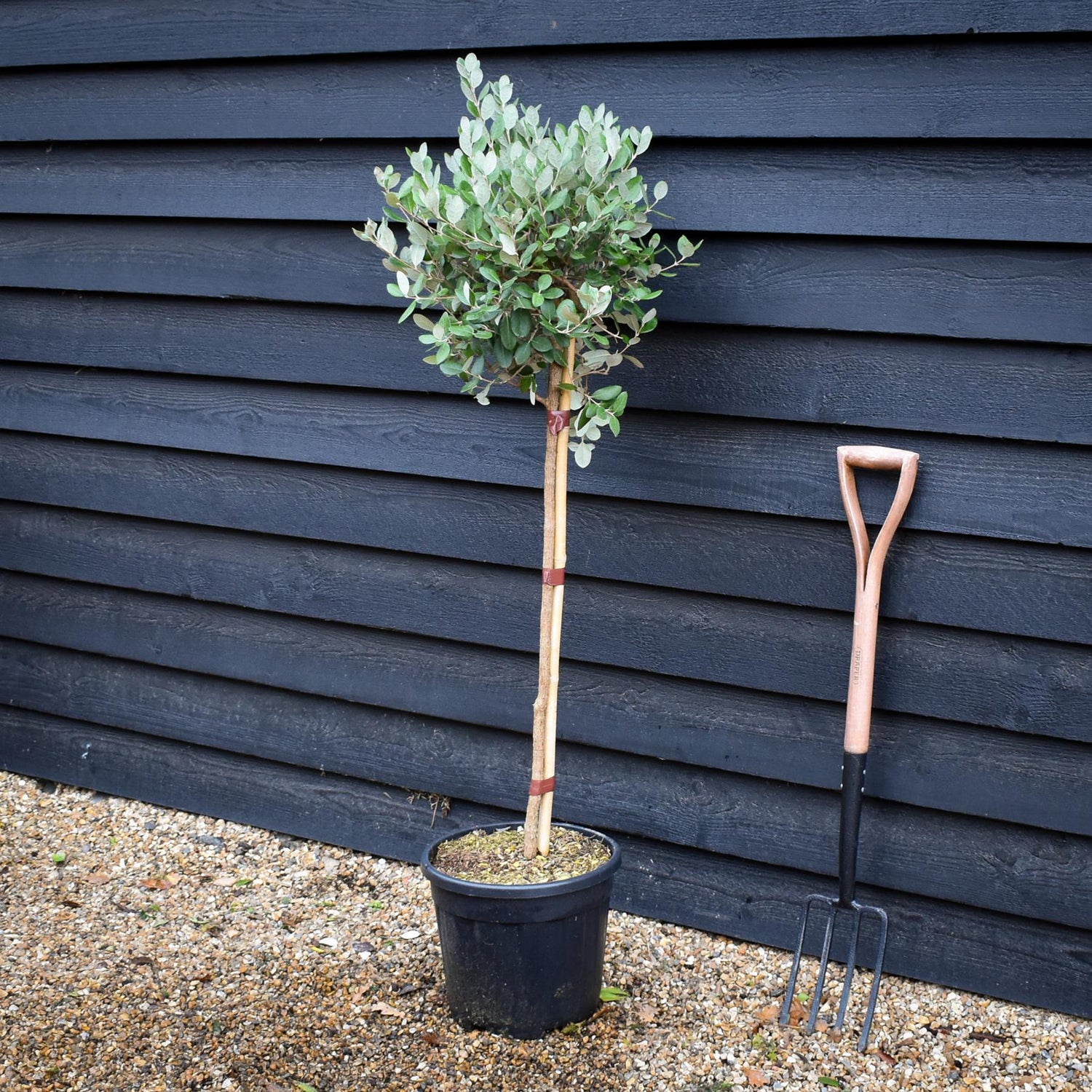 Feijoa (acca) sellowiana | Pineapple Guava Tree - Clear Stem 70-80cm - Height 110-130cm - Girth 6cm - 15lt