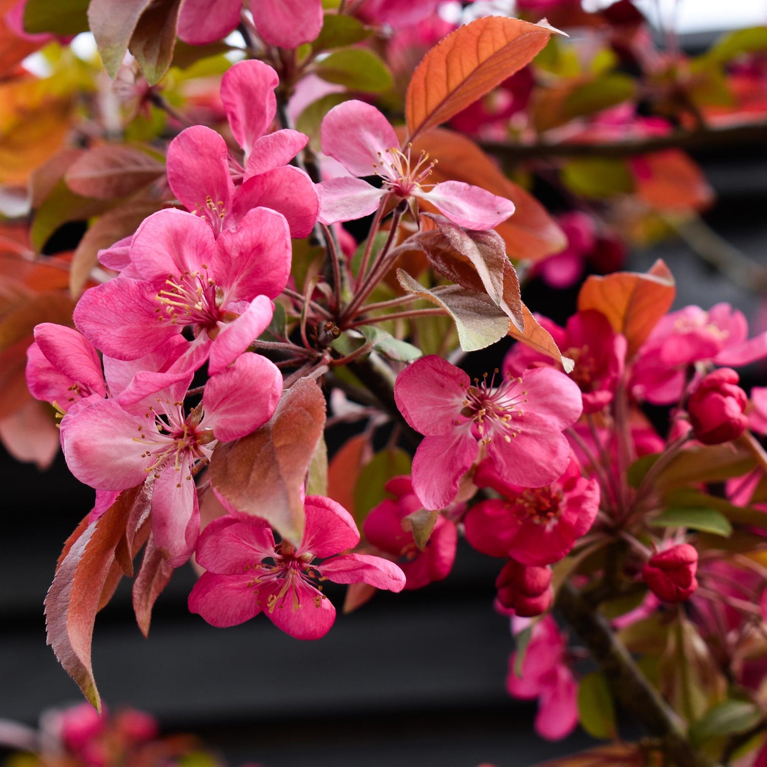 Malus 'Coccinella'