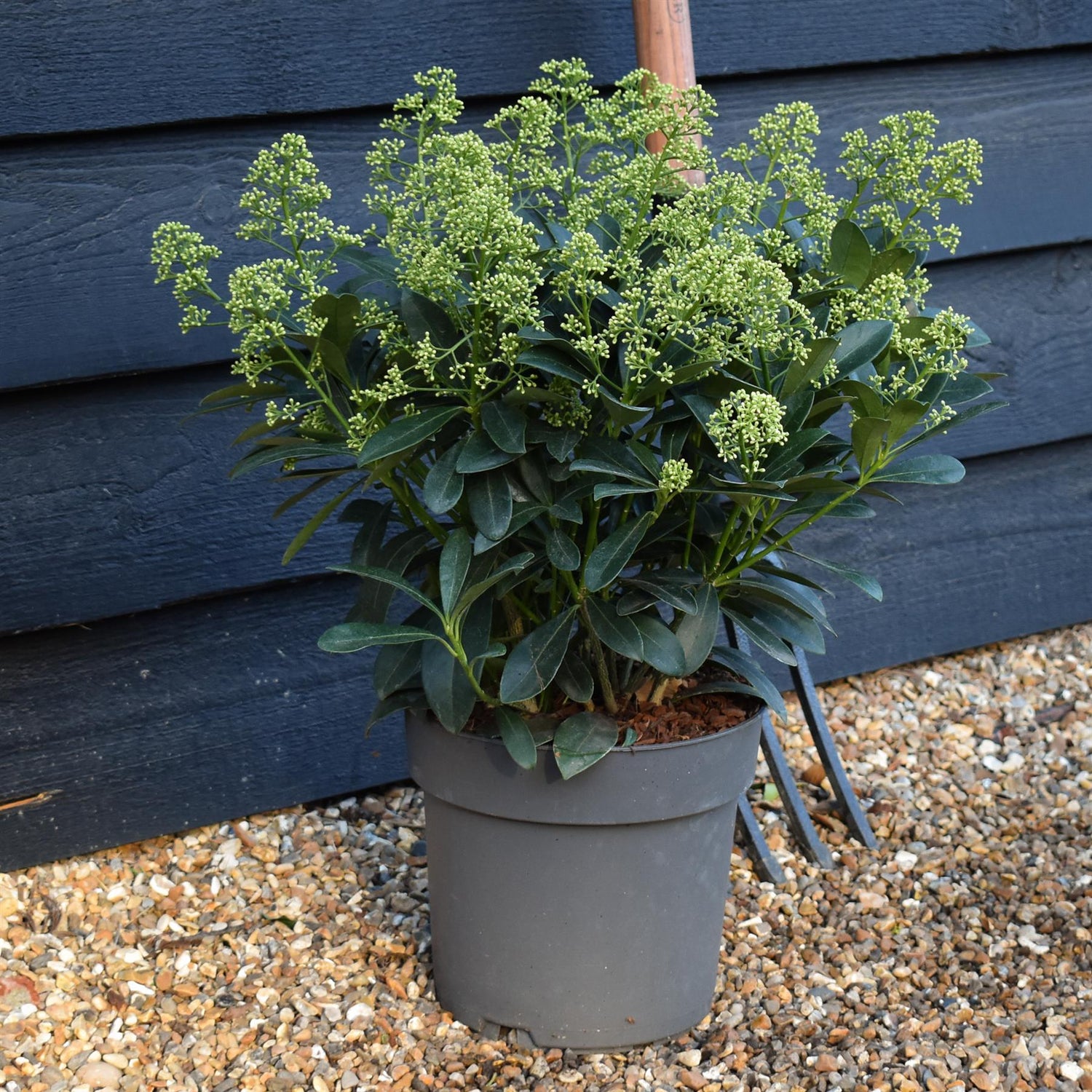 Skimmia japonica | Japanese skimmia - 'Finchy' Height 40-50cm - 5lt