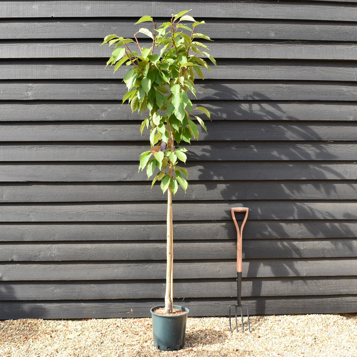 Prunus Kanzan | Cherry Kanzan - Height 160-220cm, 10lt
