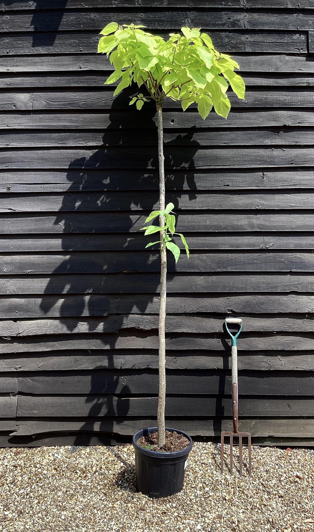 Catalpa bignonioides 'Aurea' | Golden Indian bean tree - 250-270cm, 25lt