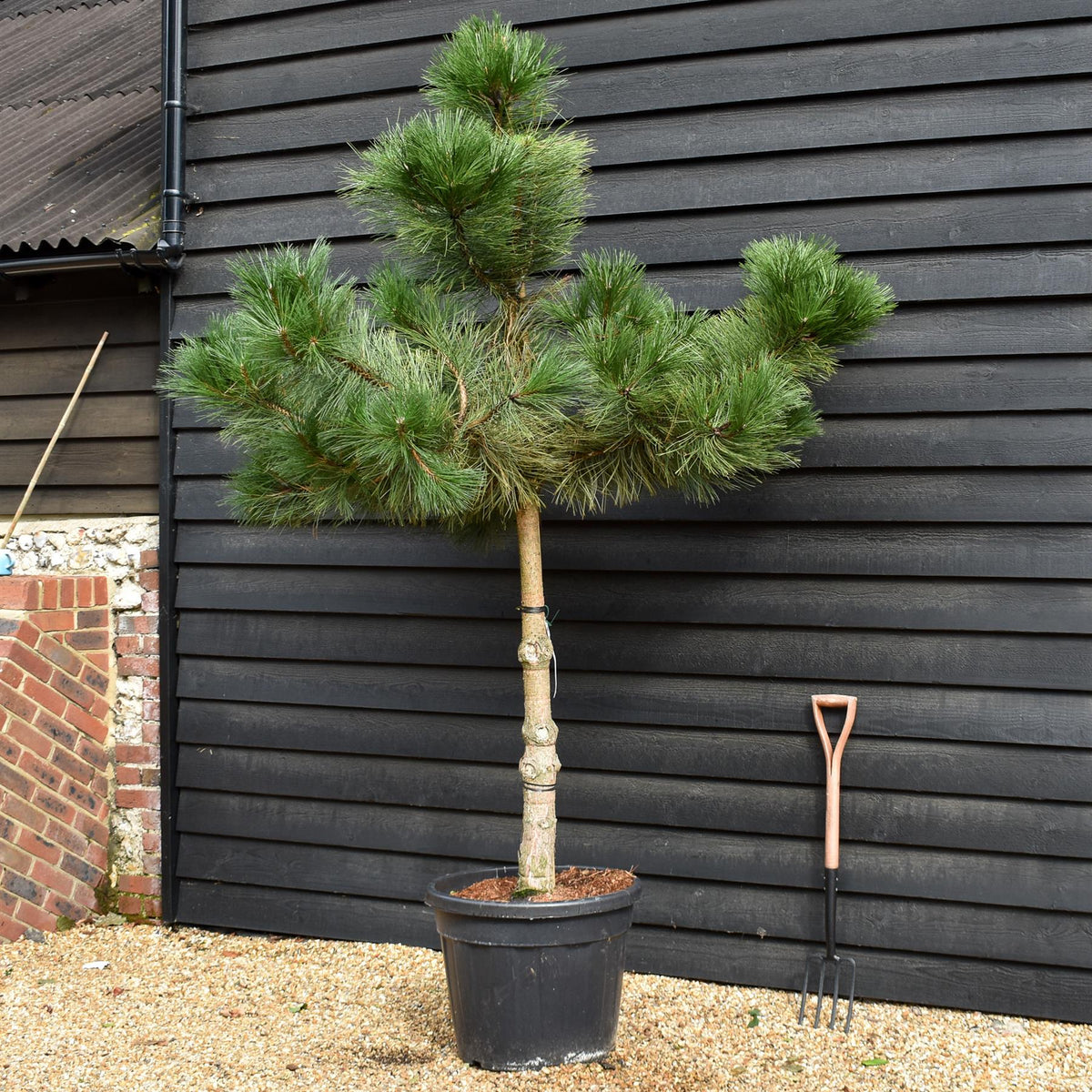 Pinus Nigra - Austrian Pine| European Black Pine - Height 220-250cm - Girth 16-18cm - 110lt