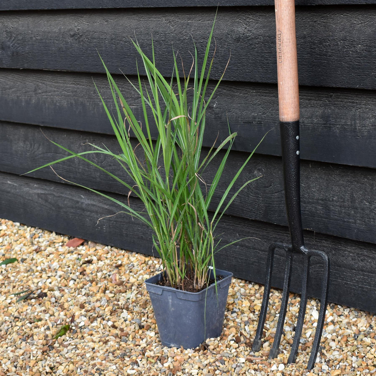 Miscanthus sinensis 'Lady in Red' - Grass - 3lt
