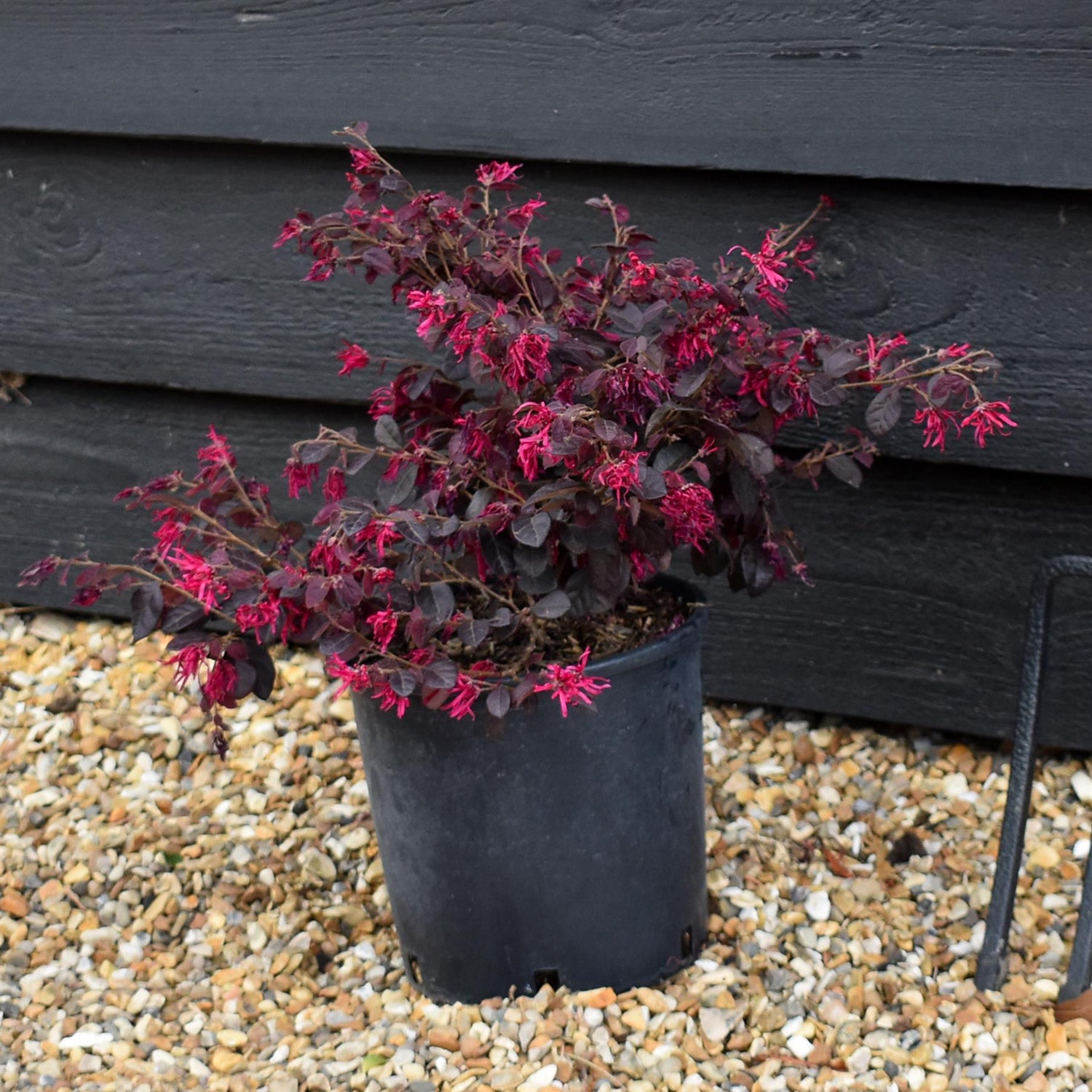 Loropetalum chinense Black Pearl | Chinese Fringe Flower -  Height 25-35cm - 3lt