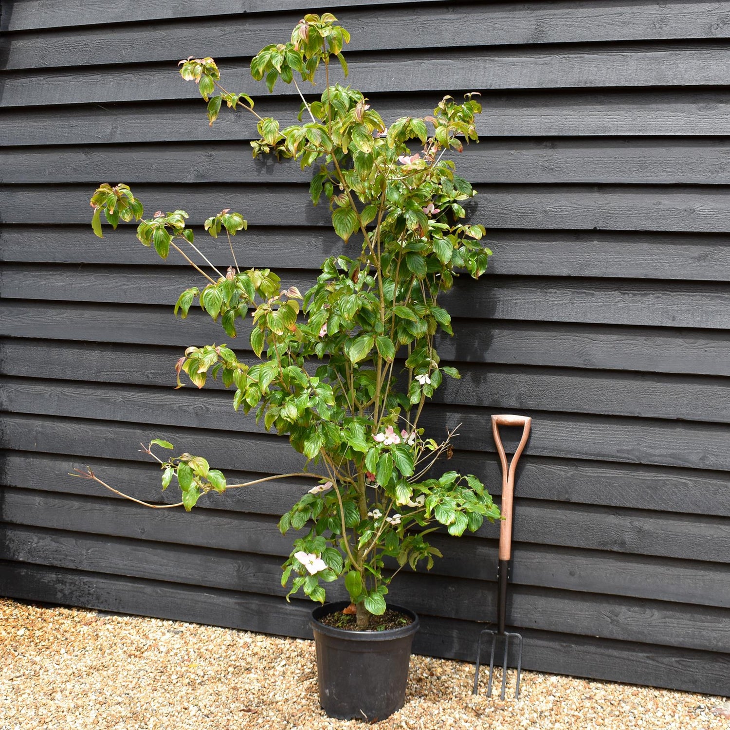 Cornus kousa 'Miss Satomi' Japanese Dogwood - Height 140-150cm - 30lt