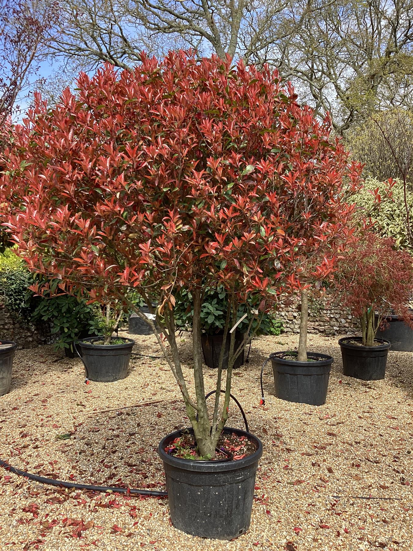 Photinia 'Carre Rouge' | Christmas berry 'Carre Rouge' - Multistem - 230-240cm - 90lt