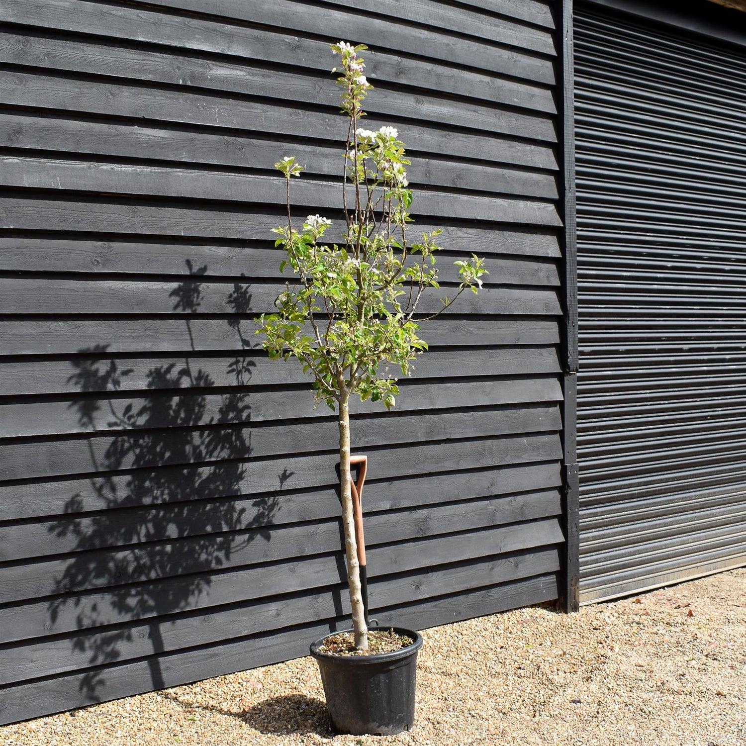 Apple tree 'Golden Delicious' | Malus Domestica - Clear Stem 100cm - Height 200-230cm - Girth 14-16cm - 30lt