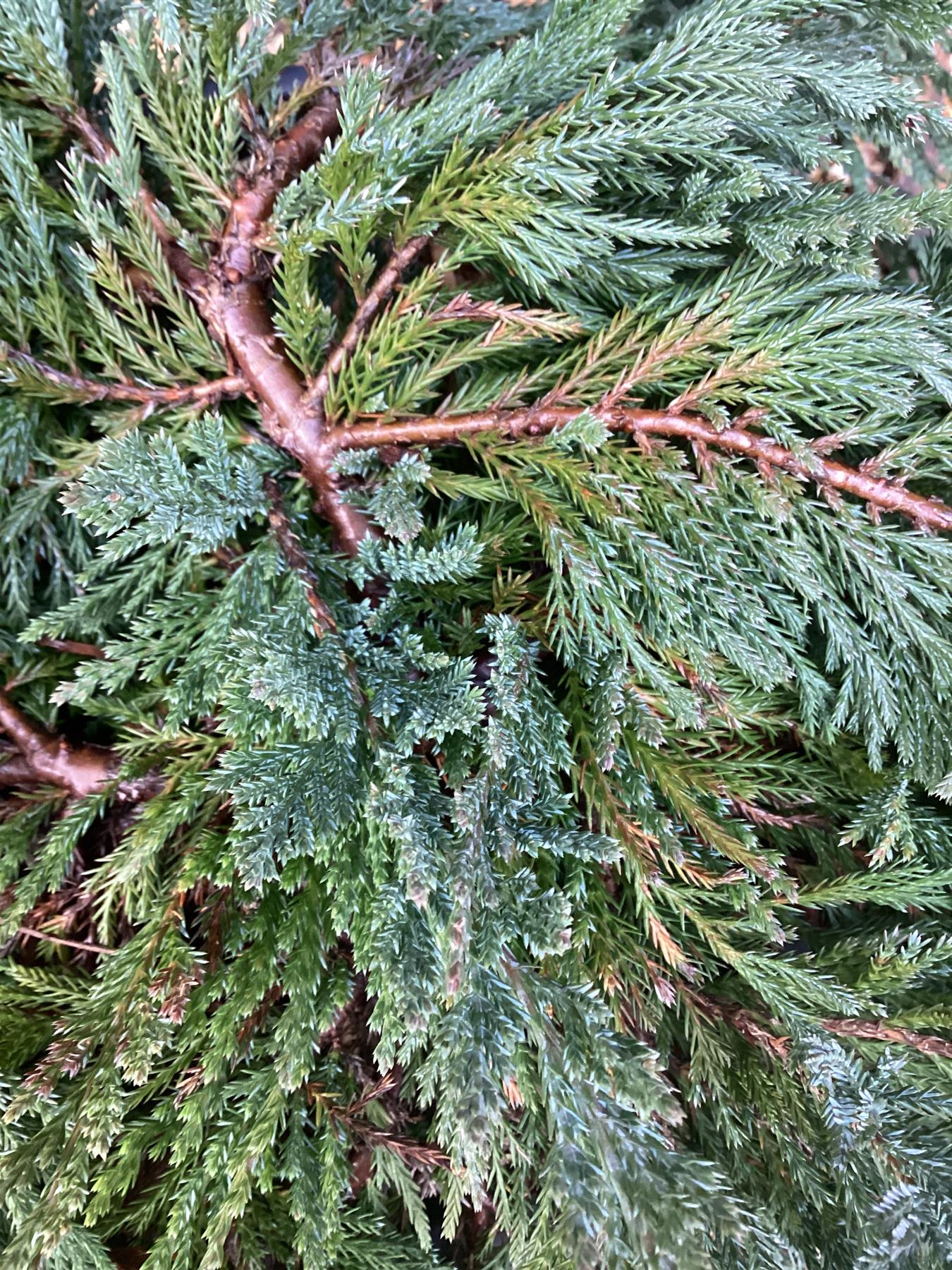 Juniperus horizontalis 'Blue Chip' | Creeping Juniper ‘Blue’ - 20-40cm, 10lt