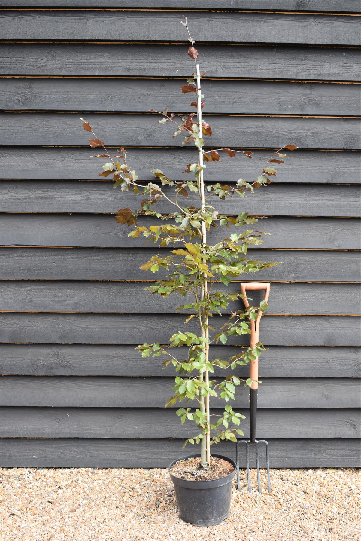 Fagus Sylvatica Purpurea | Copper Beech -  Height 190-210cm - 10lt