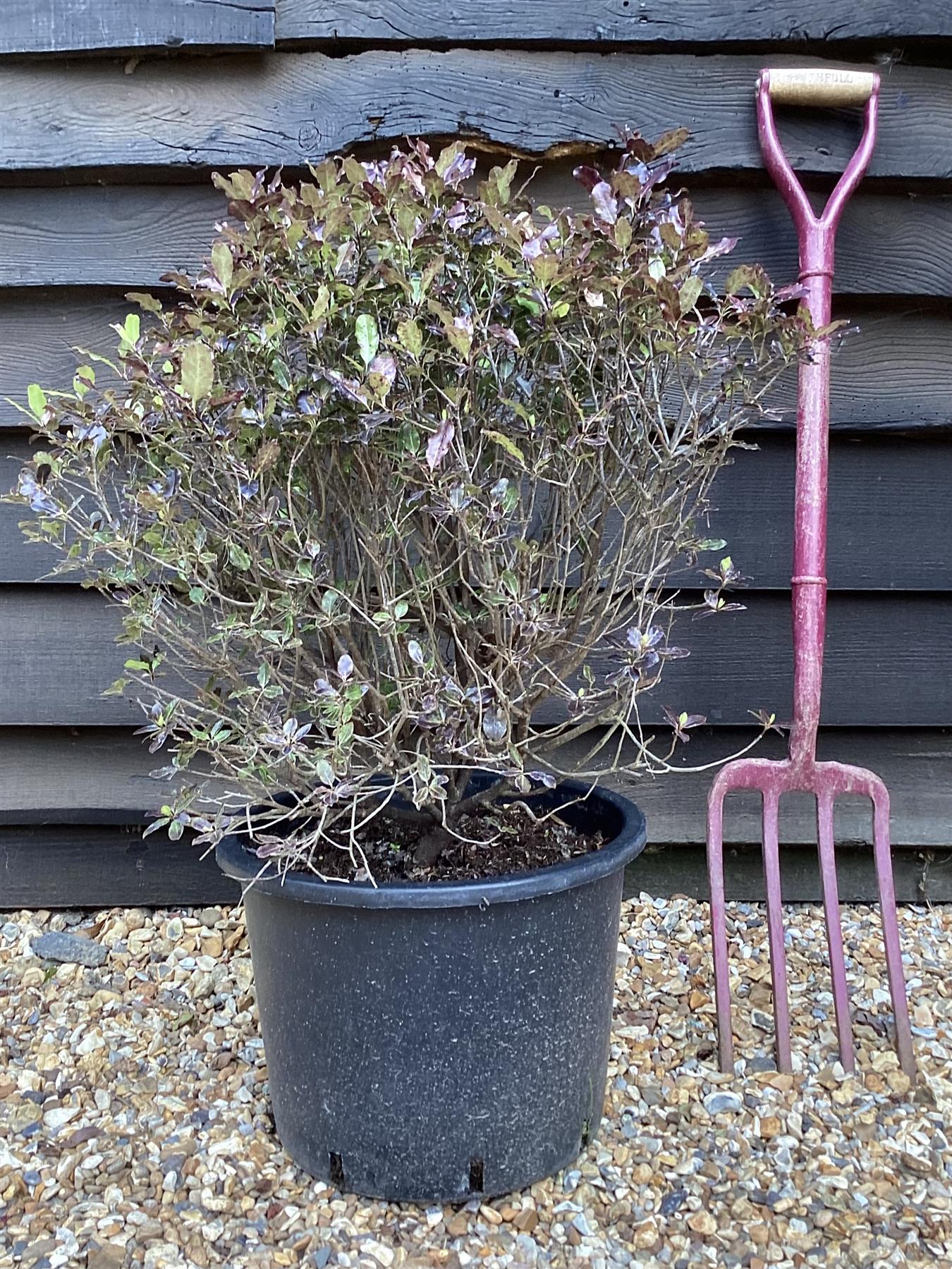 Pittosporum Tom Thumb - 20lt