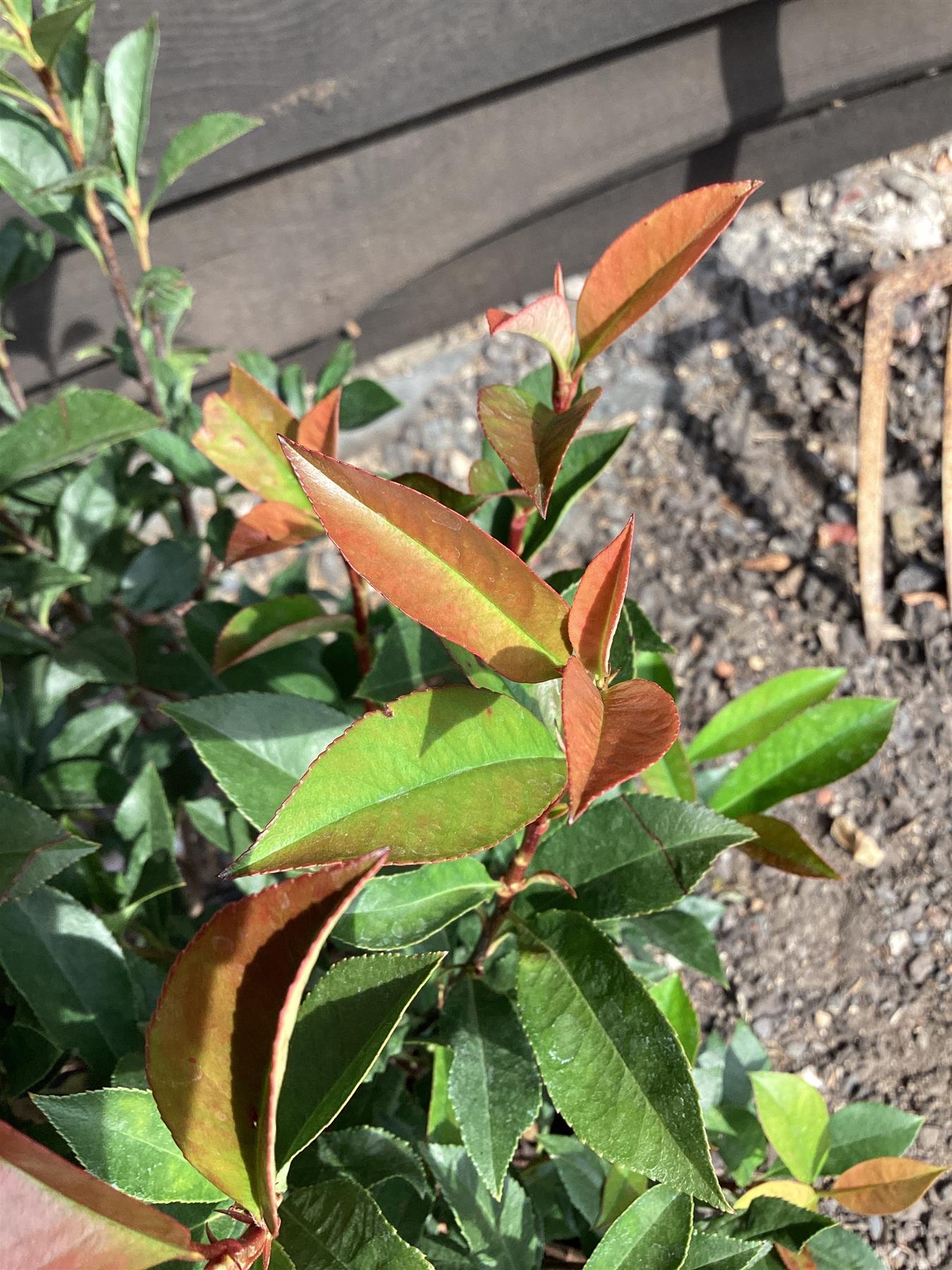 Photinia Red Robin - Compacta - 100-120cm, 10lt