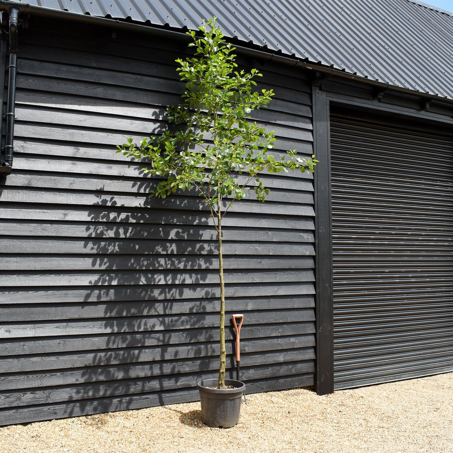 Alder tree | Alnus Glutinosa - Height 300-400cm -  Girth 14-16 - 30-50lt