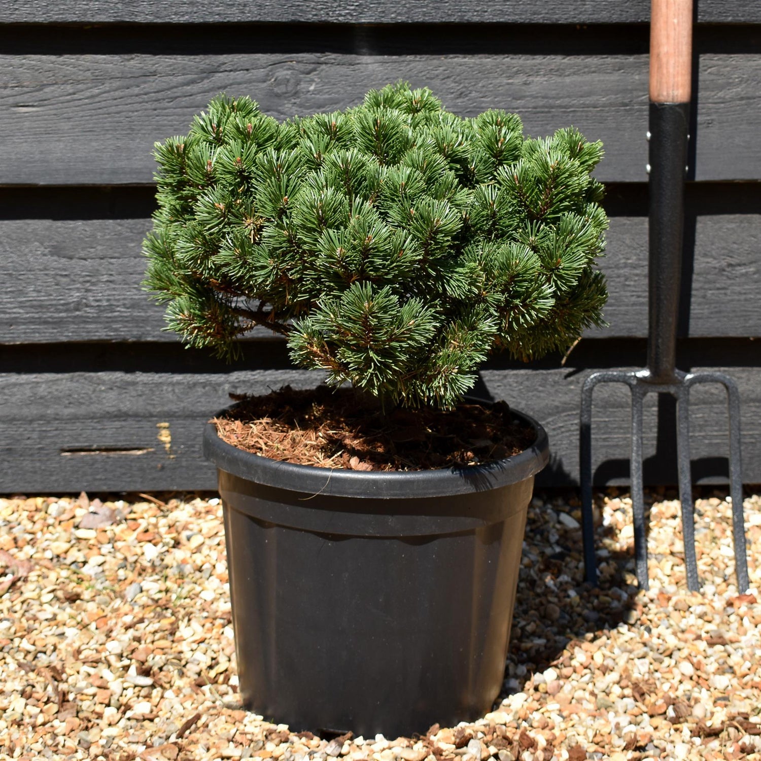 Pinus mugo 'Sherwood Compact' | Dwarf mountain pine - Height 20cm-30cm - Width 20cm-30cm - 10lt