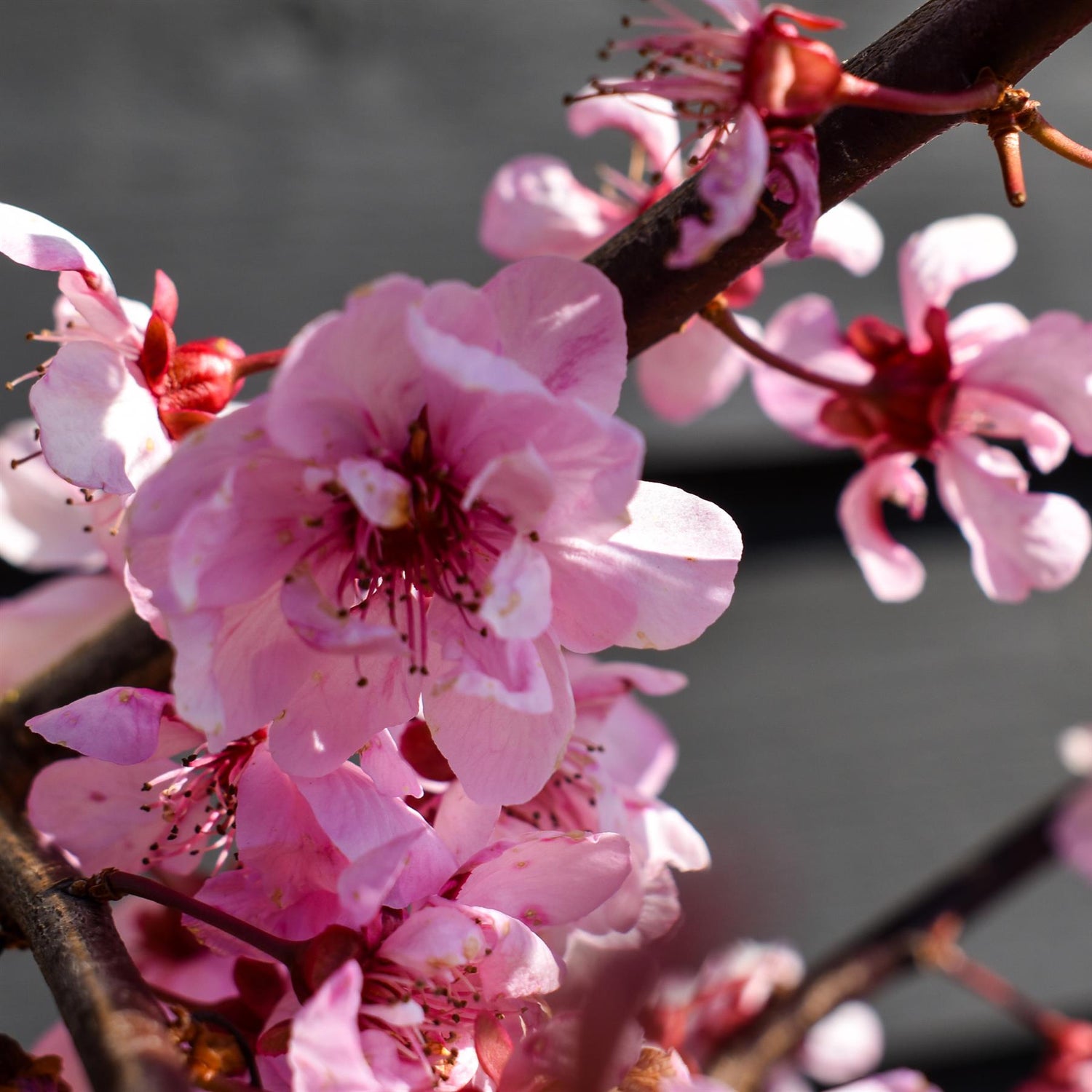 Prunus x blireana | Blireana Plum - Height 150-180cm, 10lt