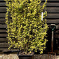 Ligustrum japonicum 'Variegatum'  - Japanese Privet - L Frame - 150-160cm, 30lt