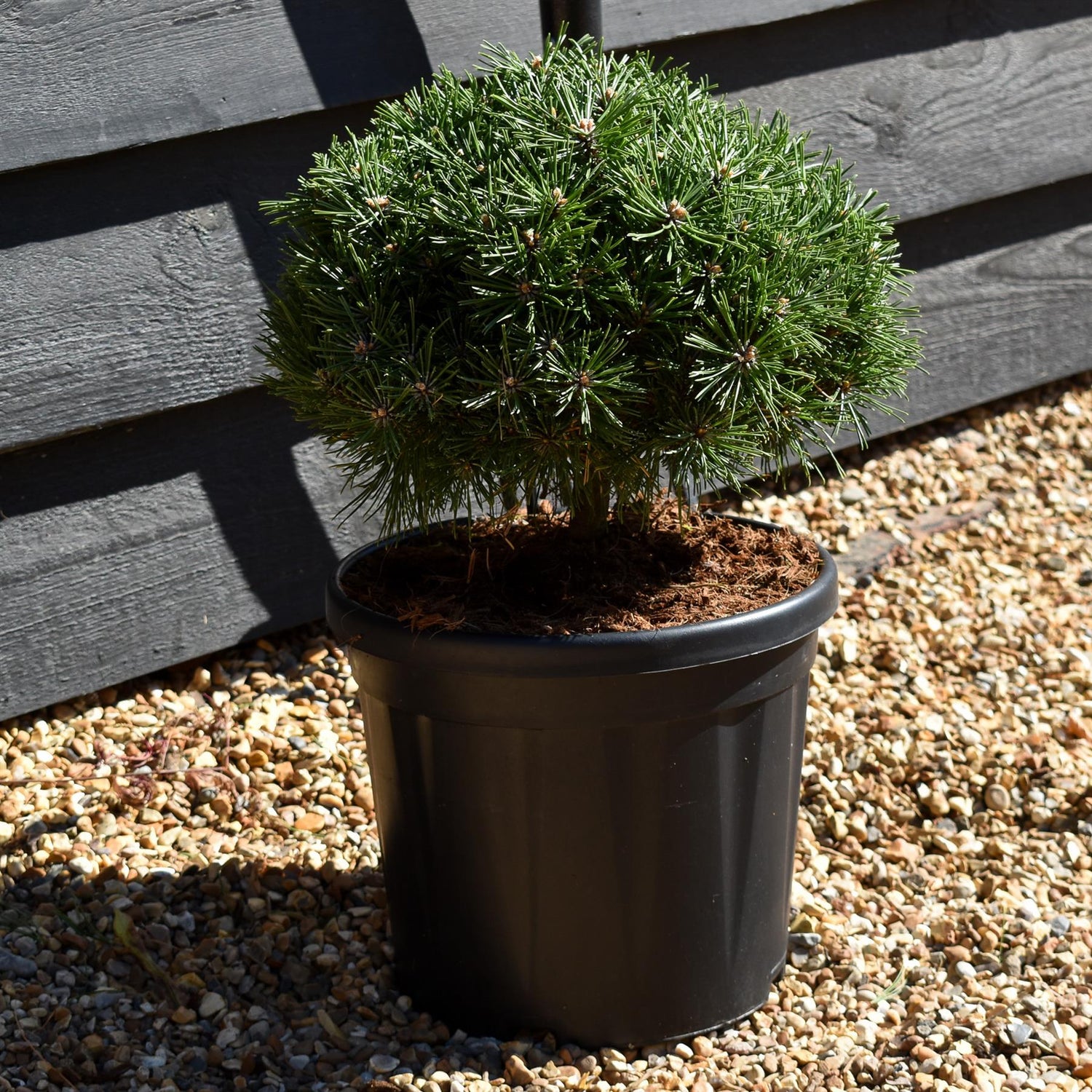 Pinus mugo 'Benjamin' - Height 20-25cm - Width 30-40cm - 8lt