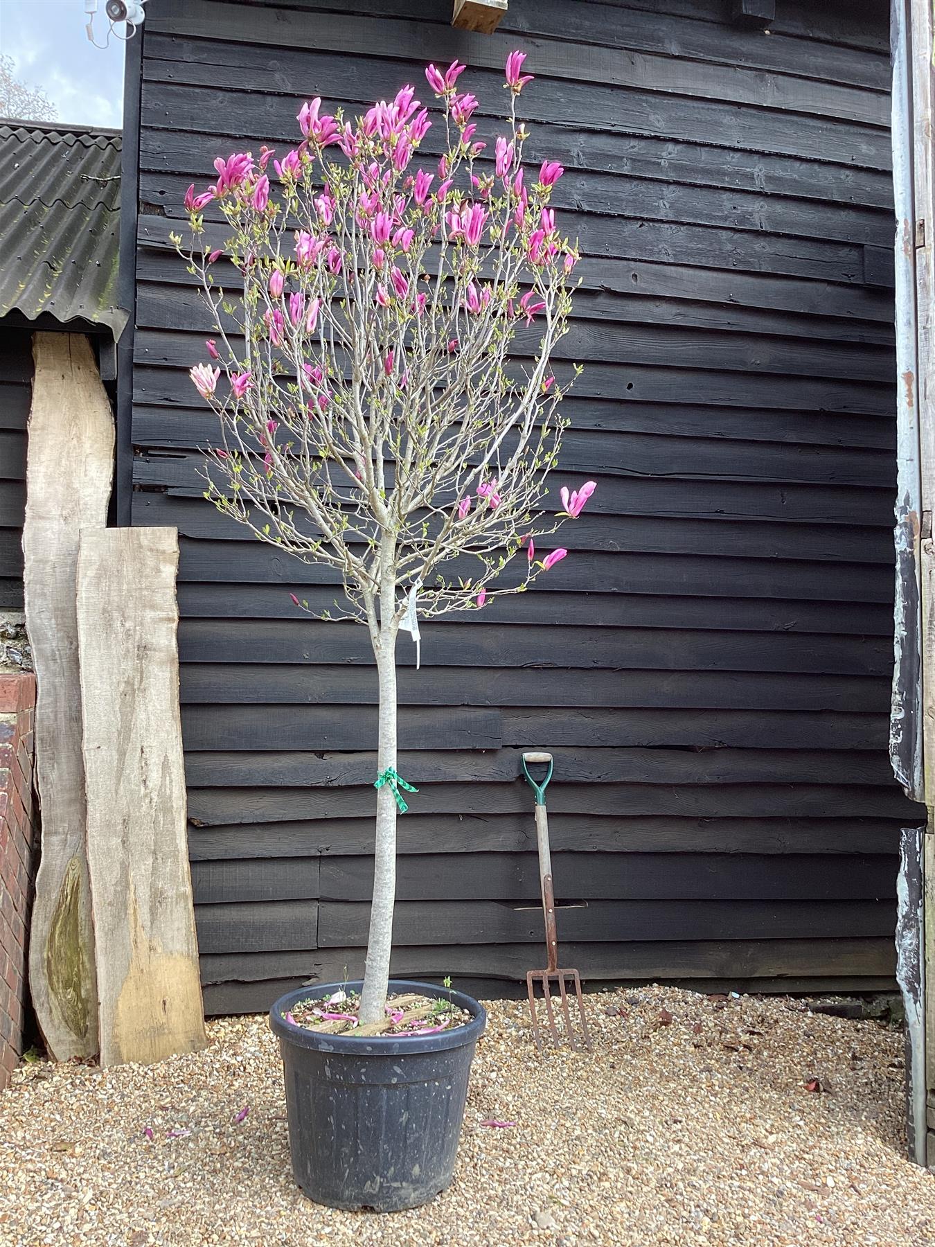 Magnolia Purpurea - Girth 16cm - Clear Stem - 180cm - 70lt