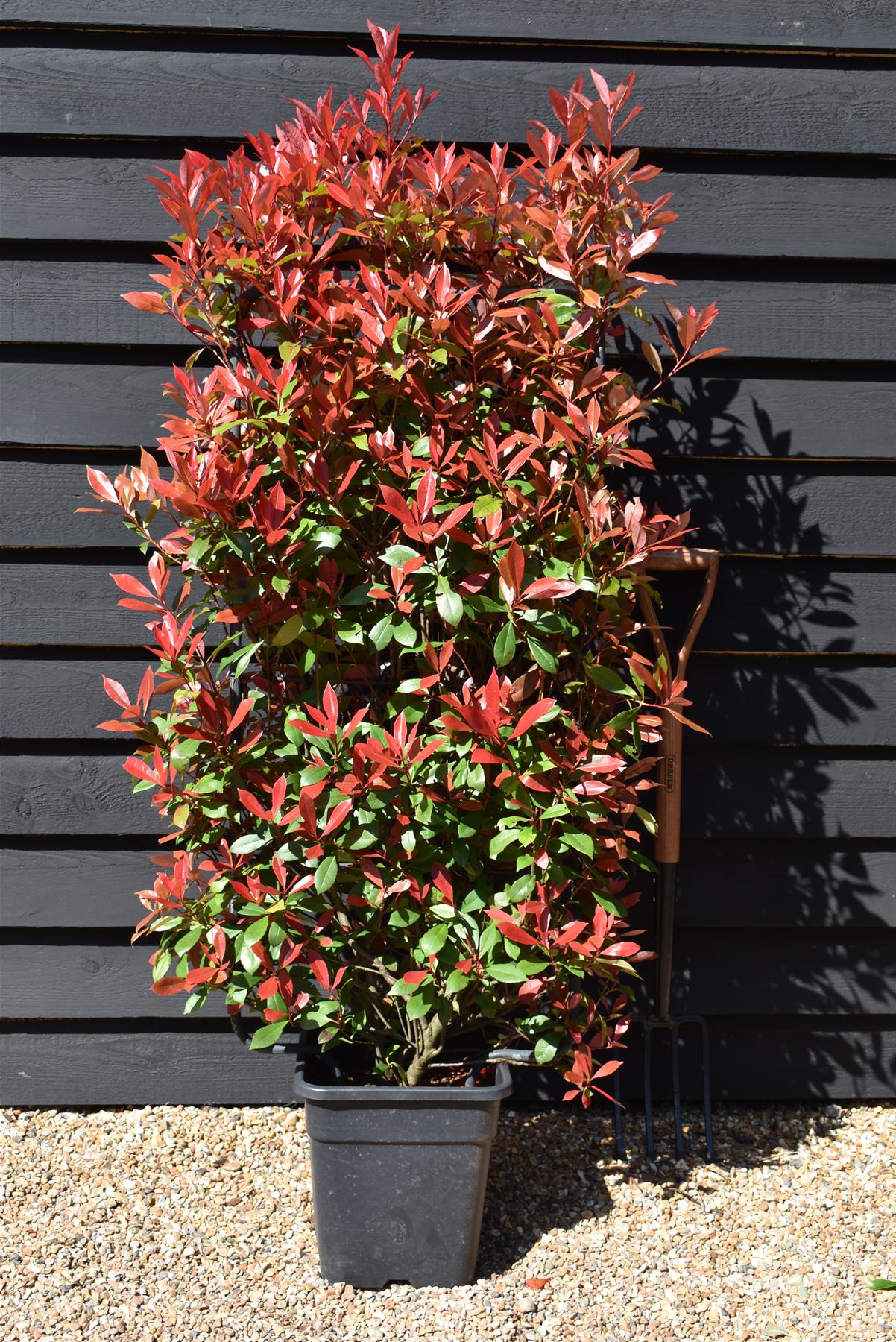 Photinia Red Robin | Christmas berry 'Red Robin' - Compacta - Frame - 140-150cm, 18lt