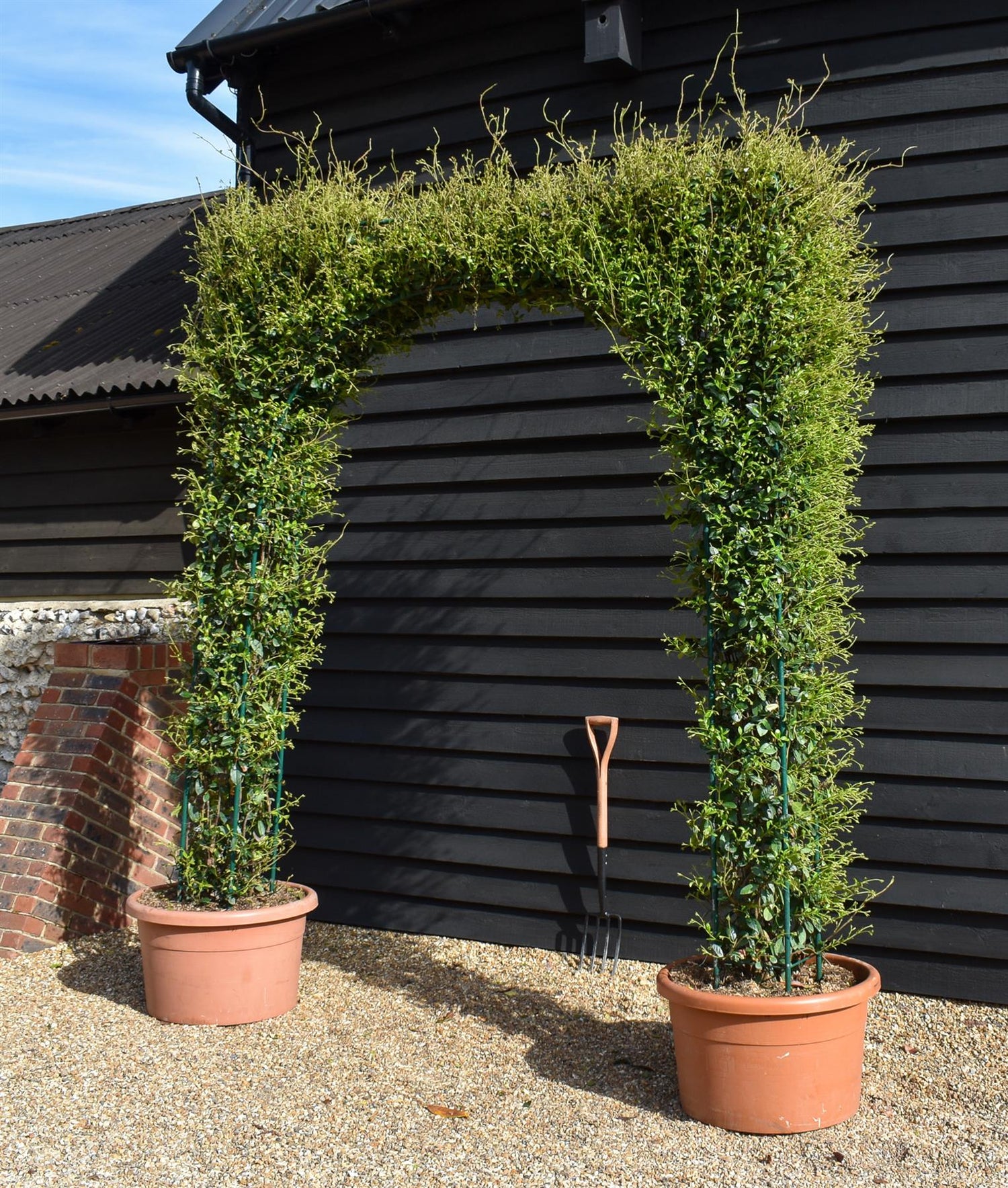 Star Jasmine |  Trachelospermum jasminoides - Column Arch - Height 300cm - 130lt