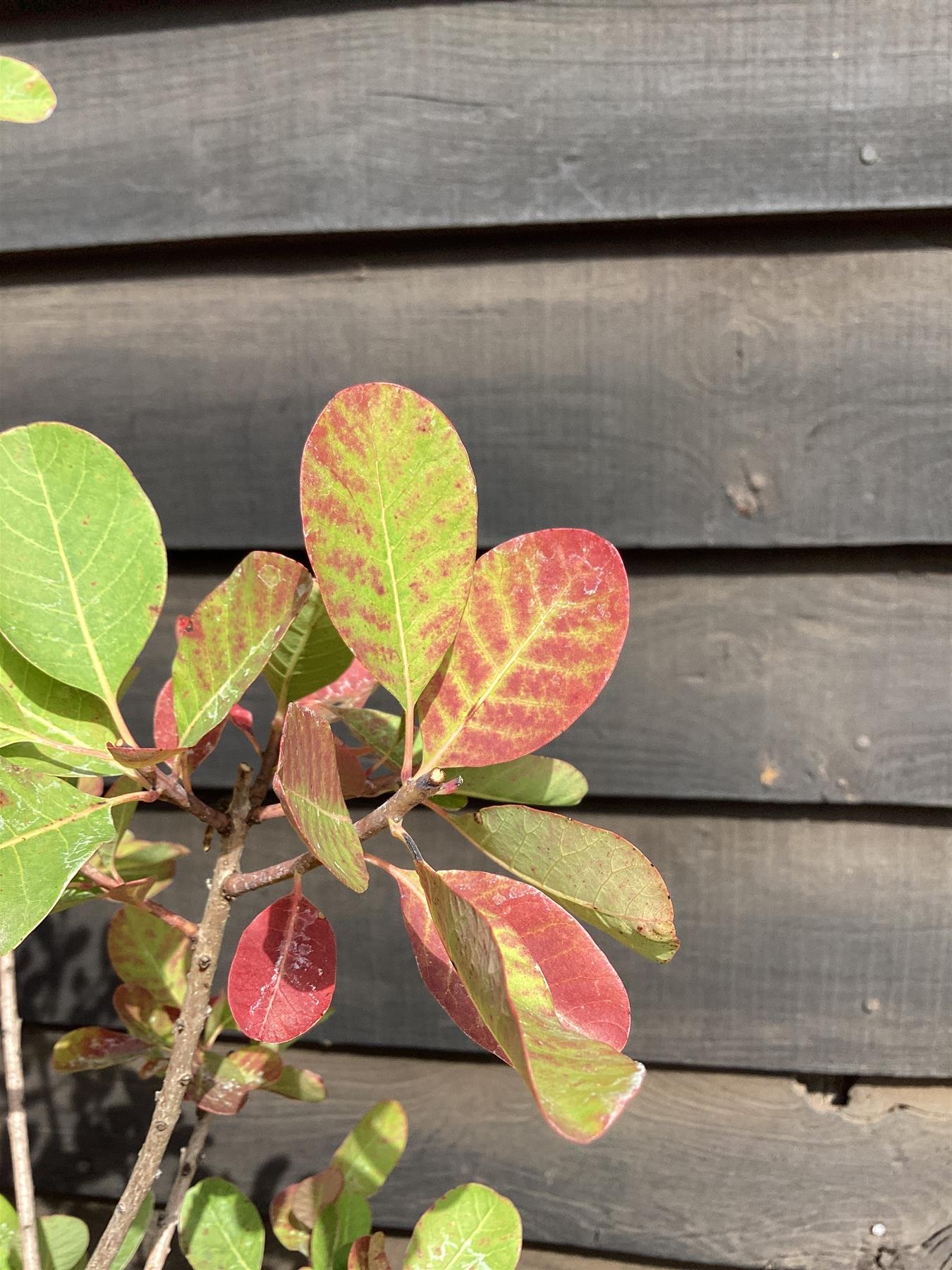 Cotinus Coggygria Young Lady - 100/120cm, 10lt