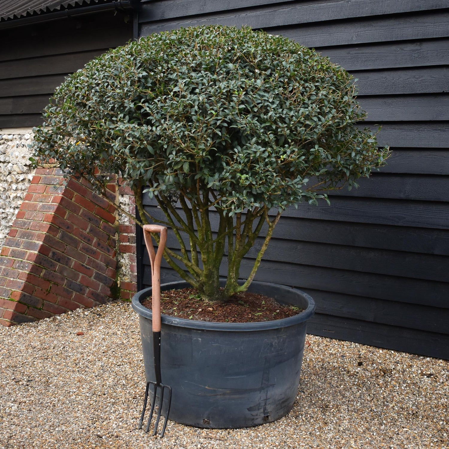 Osmanthus x burkwoodii | Burkwood Osmanthus - Parachute - Height 150-160cm - Width 160-180cm - 285lt