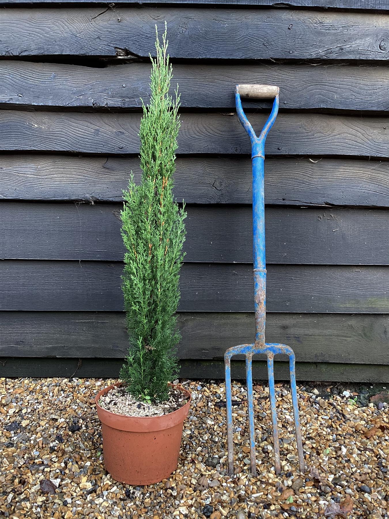 Cupressus sempervirens | Italian Cypress - Height 60-80cm - 5lt